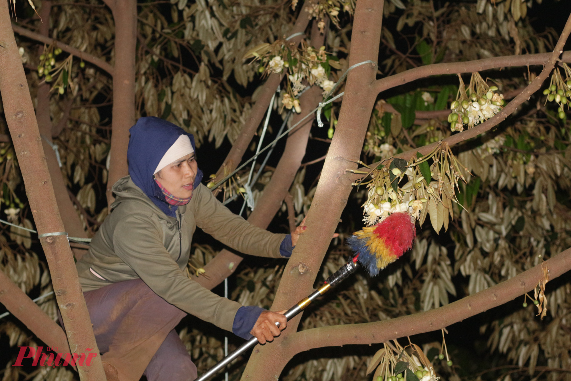 Tuy nhiên, để cây cho trái tròn đều, đạt năng suất và chất lượng cao, người nông dân không thể chỉ trông chờ vào tự nhiên. Vào những đêm mùa khô, từ tháng 3 đến tháng 4, các nhà vườn tất bật với công việc “se duyên” cho hoa sầu riêng.