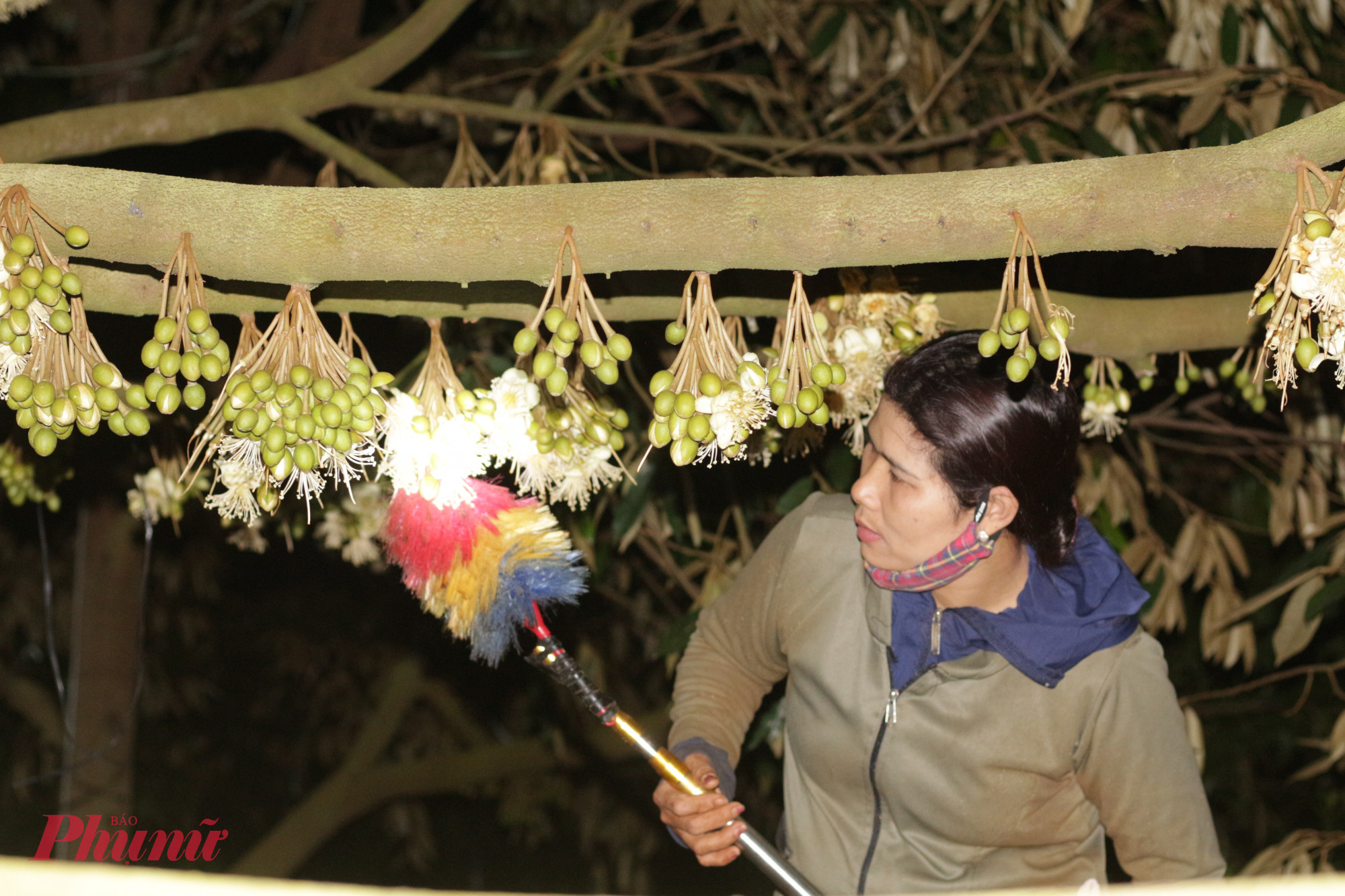 Chị Phạm Thị Hạnh (trú tại xã Quảng Phú, tỉnh Đắk Lắk) cho biết, sau một ngày lao động, phần lớn người dân đều muốn nghỉ ngơi nên ít ai sẵn sàng làm việc buổi tối. Bên cạnh đó, hoa sầu riêng không nở đồng loạt mà chia thành nhiều đợt, khiến việc thụ phấn phải thực hiện nhiều lần. Vì vậy, không ít nhà vườn dù có nhu cầu thuê nhân công vẫn không tìm được người, đành phải tự mình đảm nhận công việc.