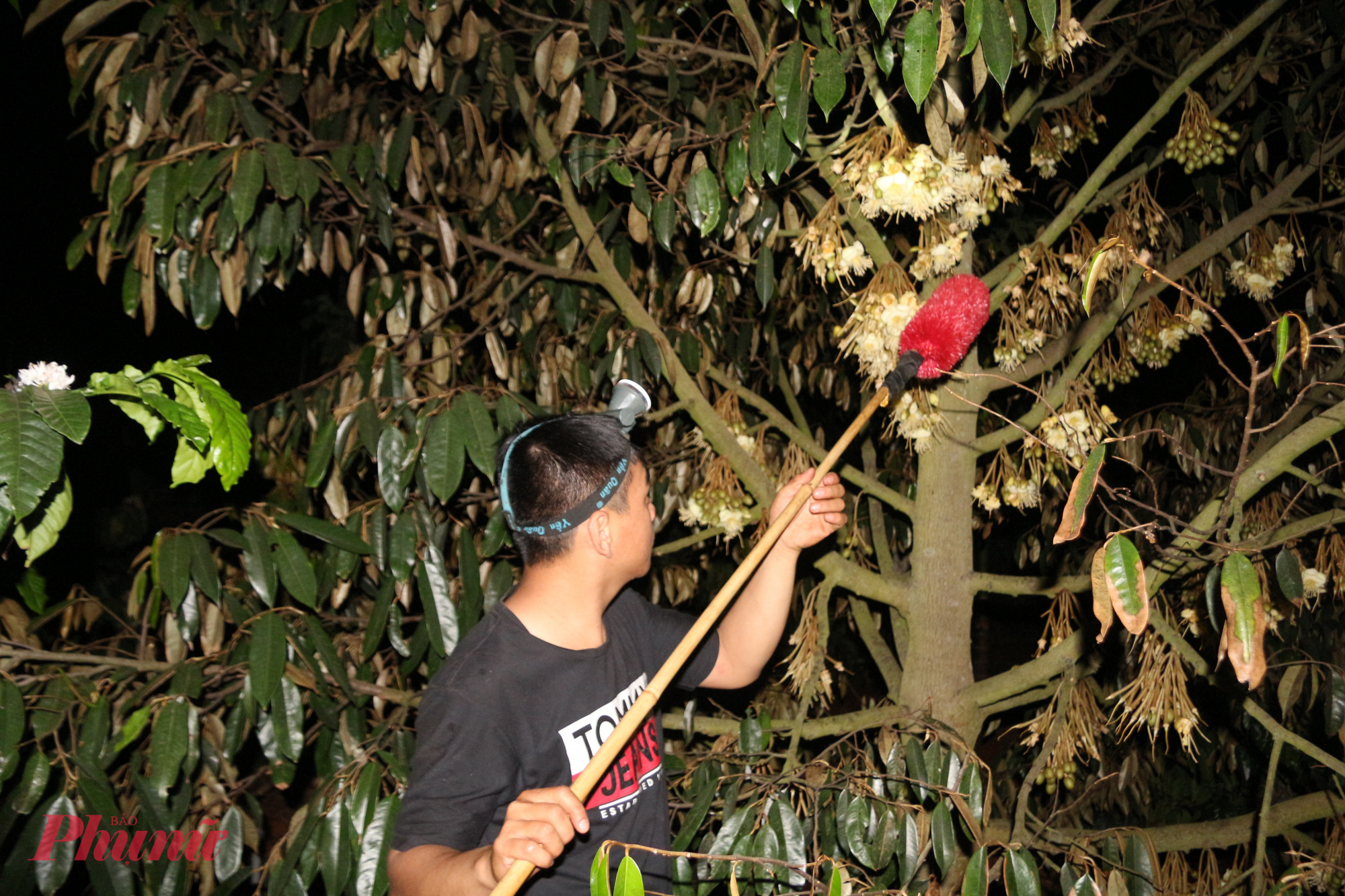 Vì vậy, không ít nhà vườn dù có nhu cầu thuê nhân công vẫn không tìm được người, đành phải tự mình đảm nhận công việc.