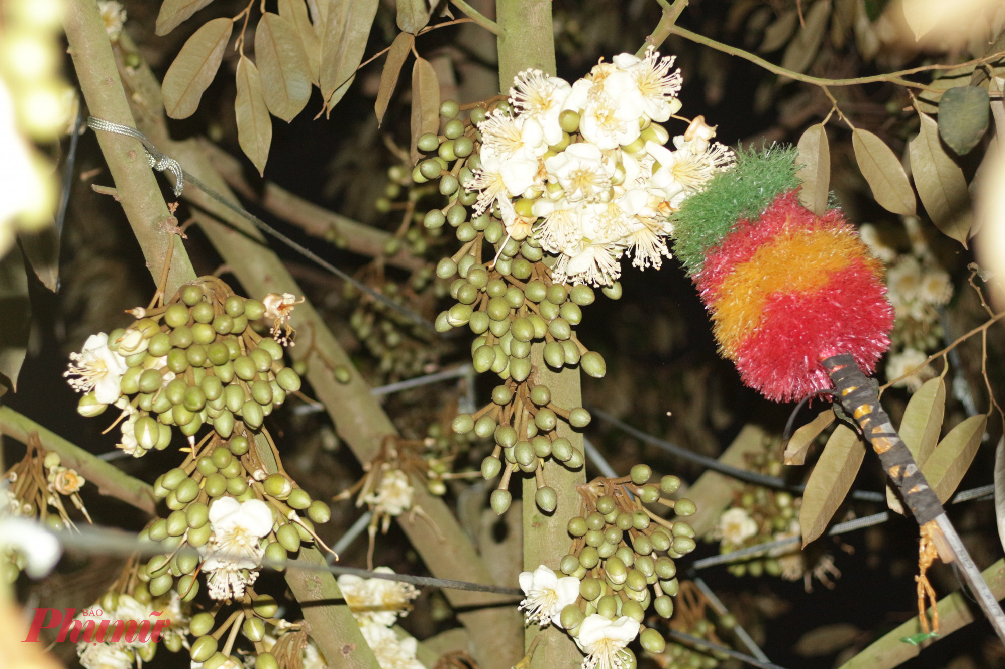 Theo kinh nghiệm của người trồng, “thời điểm vàng” để thụ phấn là từ 1–2 giờ sau khi hoa nở, khi hạt phấn đã chín và khả năng đậu trái đạt cao nhất. Đây là công đoạn quan trọng, không chỉ giúp tăng tỉ lệ đậu trái mà còn hạn chế tình trạng méo quả, giúp trái phát triển tròn đều.