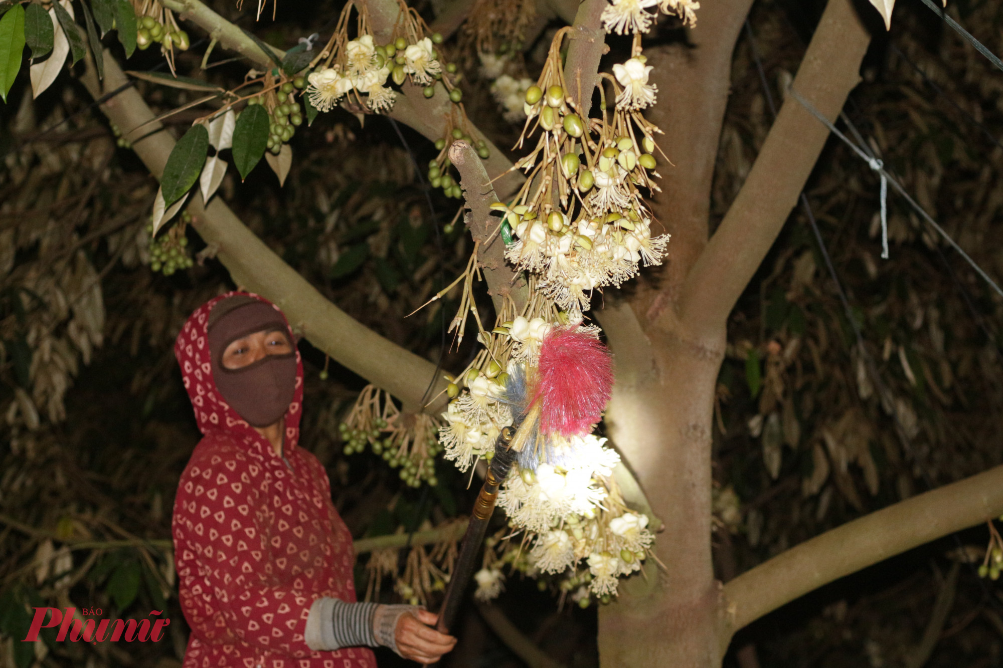 Để đảm bảo thụ phấn đúng thời điểm, nhiều nhà vườn phải thuê thêm nhân công với mức chi phí khoảng 70.000 đồng/giờ. Tuy nhiên, việc tìm người làm vào ban đêm không hề dễ dàng.