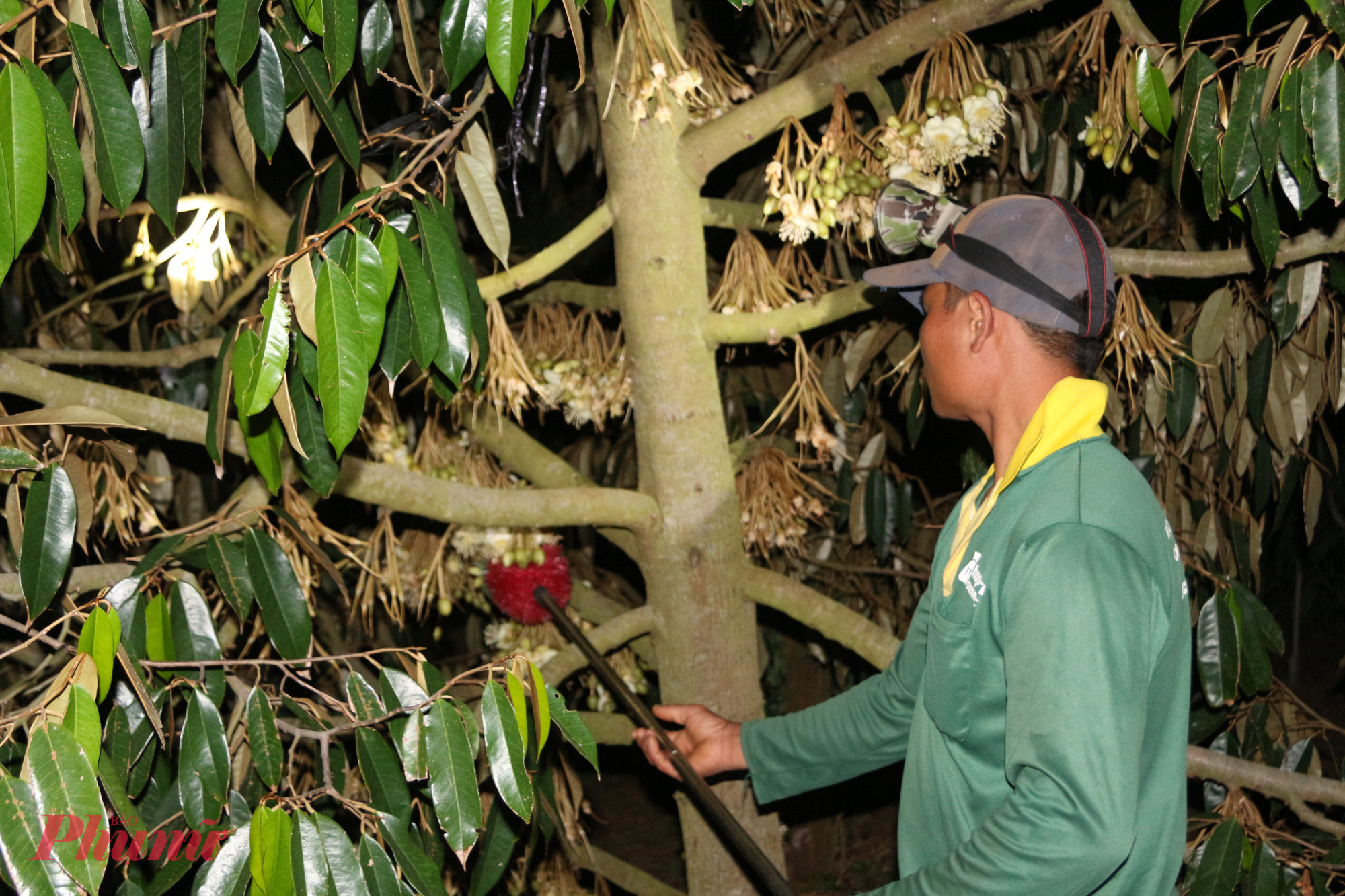  Dưới ánh đèn pin le lói, người nông dân cần mẫn thụ phấn cho từng chùm hoa sầu riêng. Họ dùng những chiếc chổi mềm, sợi mảnh, nhẹ nhàng lấy phấn từ nhụy của chùm hoa này rồi tỉ mỉ quét đều lên nhụy của chùm hoa khác.