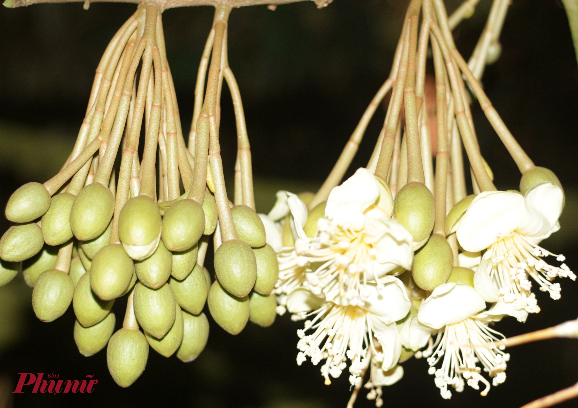 Khác với nhiều loại cây ăn trái khác, sầu riêng chỉ ra hoa và thụ phấn vào ban đêm. Từ khoảng 17 đến 20 giờ, những chùm hoa trắng ngà bắt đầu bung nở, tỏa hương ngọt ngào khắp không gian.