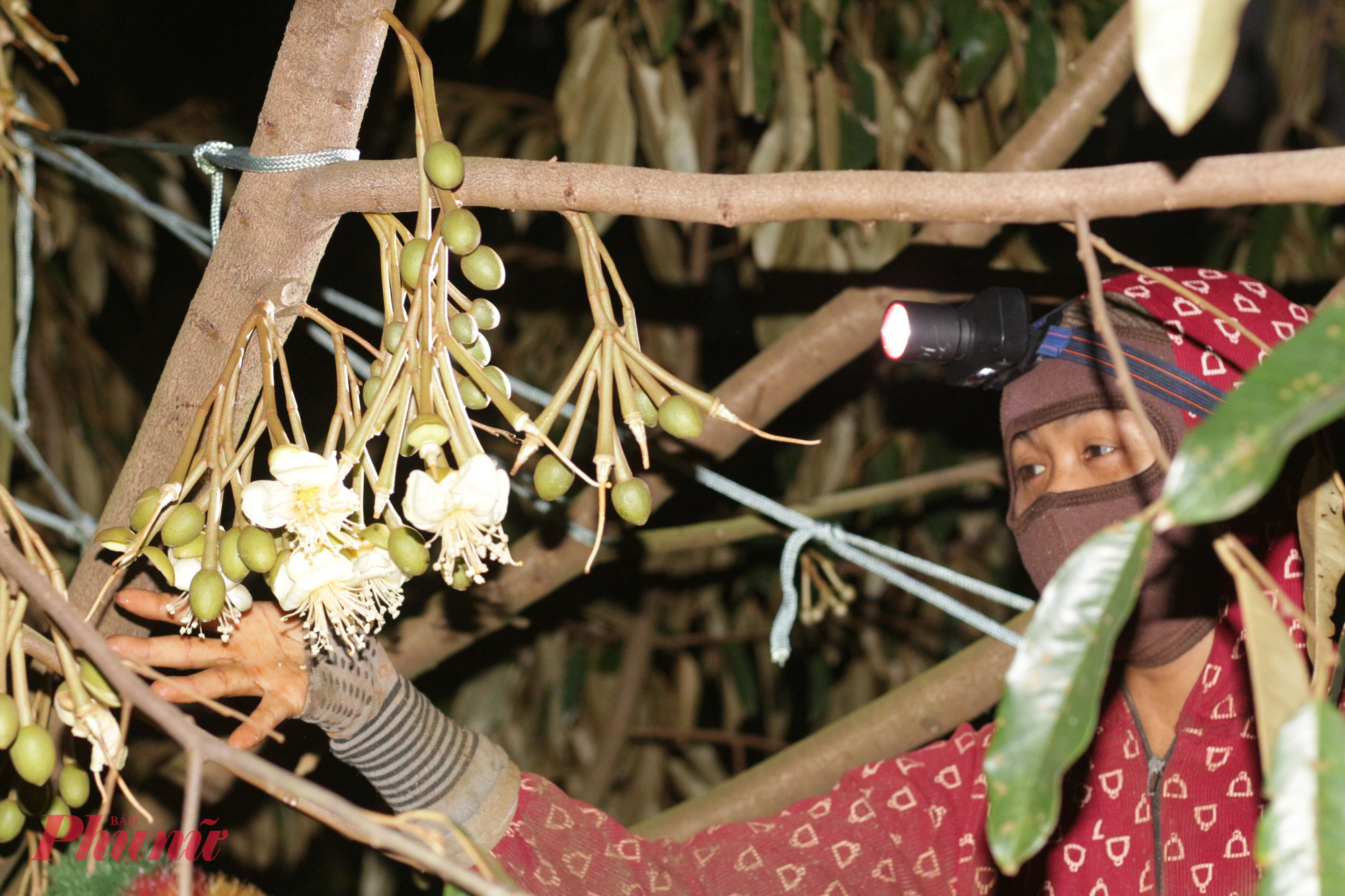 Mọi thao tác thụ phấn cho hoa sầu riêng đều phải thật khéo léo để tránh làm tổn thương hay gãy vòi nhụy.