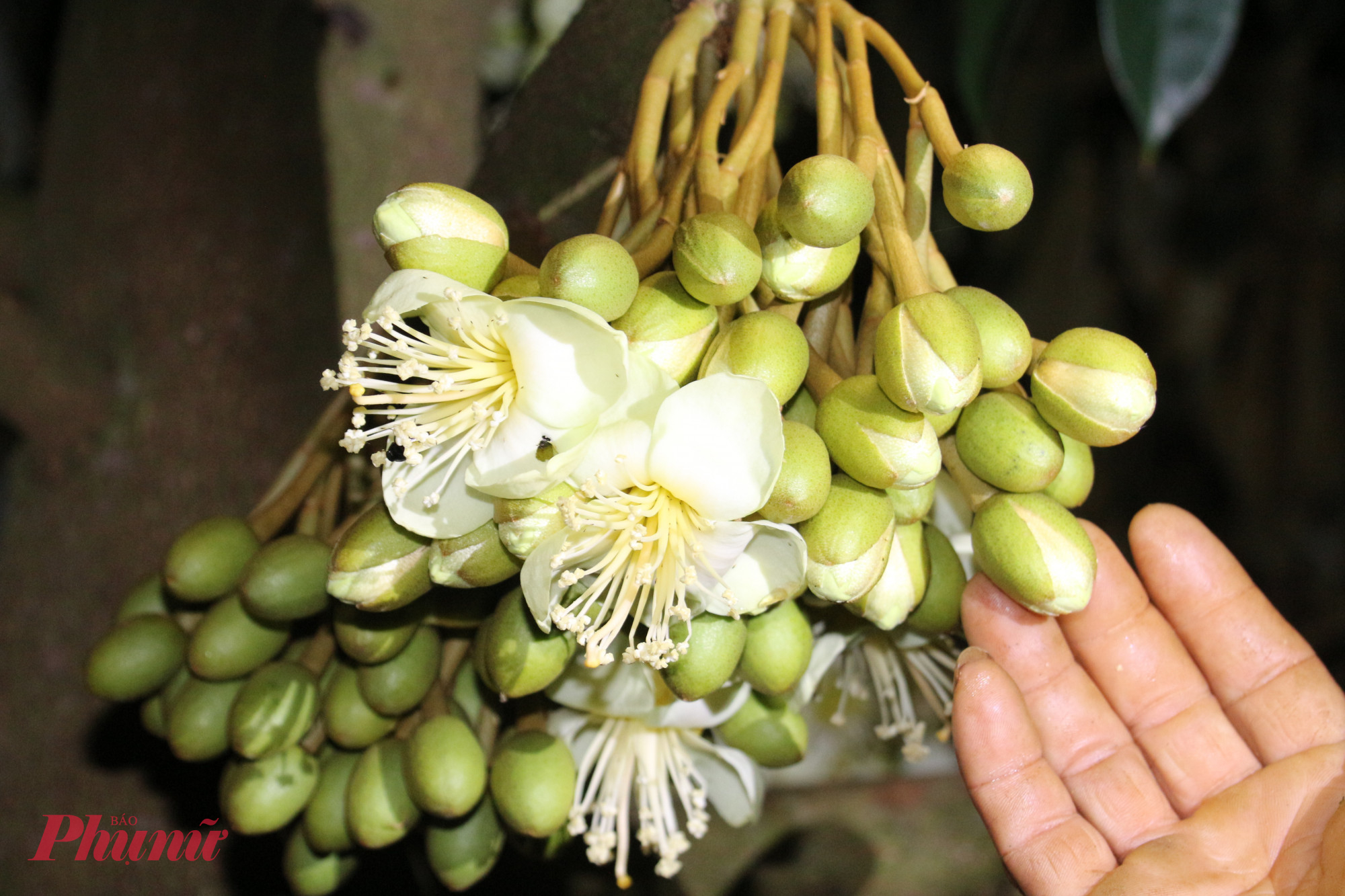 Cây sầu riêng có đặc tính hấp thu dinh dưỡng theo chiều từ ngọn cành vào trong, từ trên xuống dưới. Vì vậy, những chùm hoa mọc ở đầu ngọn thường được cắt bỏ, để tập trung dưỡng chất nuôi các chùm hoa, trái ở thân chính.