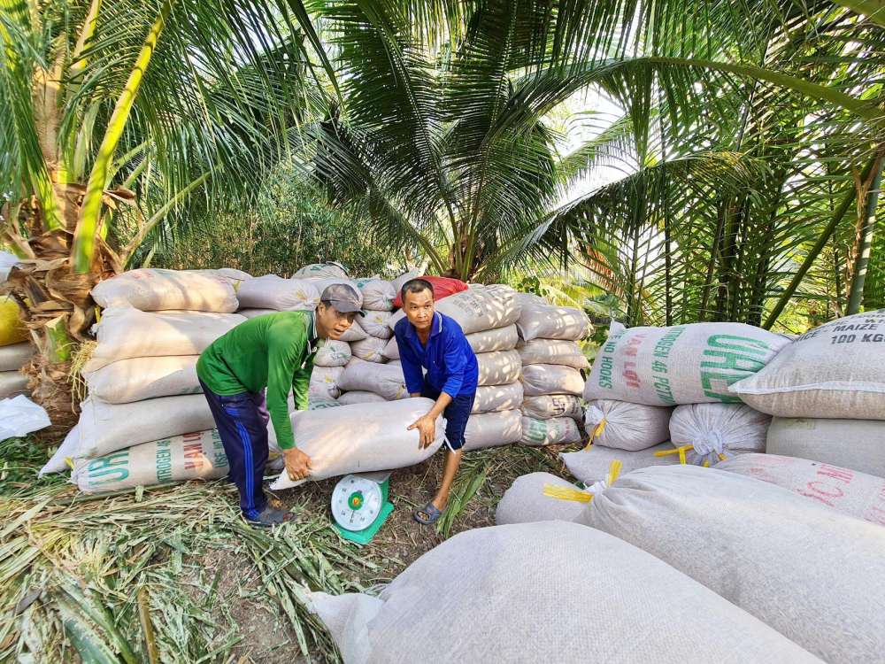 Nông dân TP Cần Thơ bán lúa cho thương lái tại ruộng 