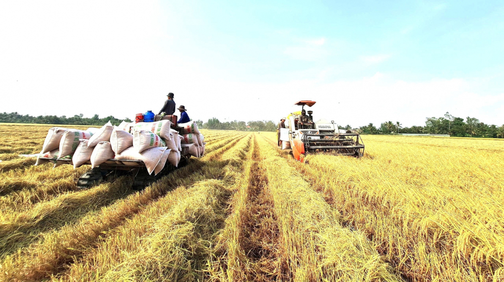 Các tỉnh  đồng bằng  sông Cửu Long đang vào cao điểm thu hoạch lúa đông xuân 