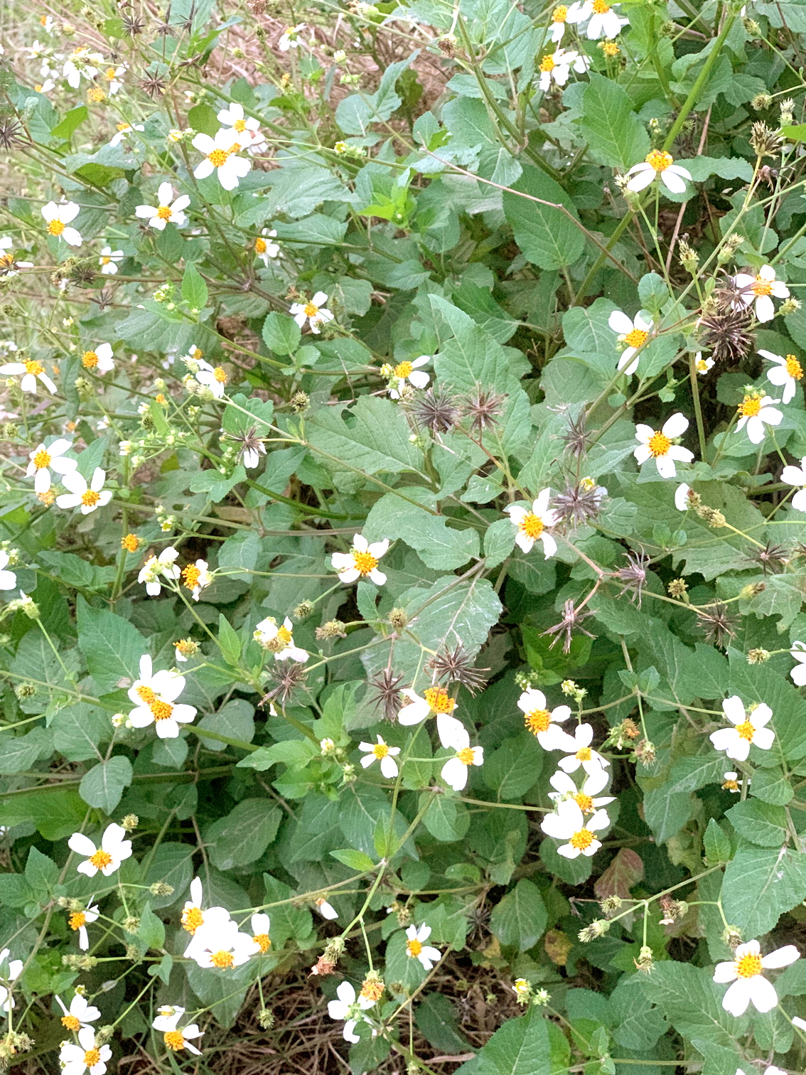 Trong trẻo từng vạt xuyến chi - Ảnh do tác giả cung cấp 