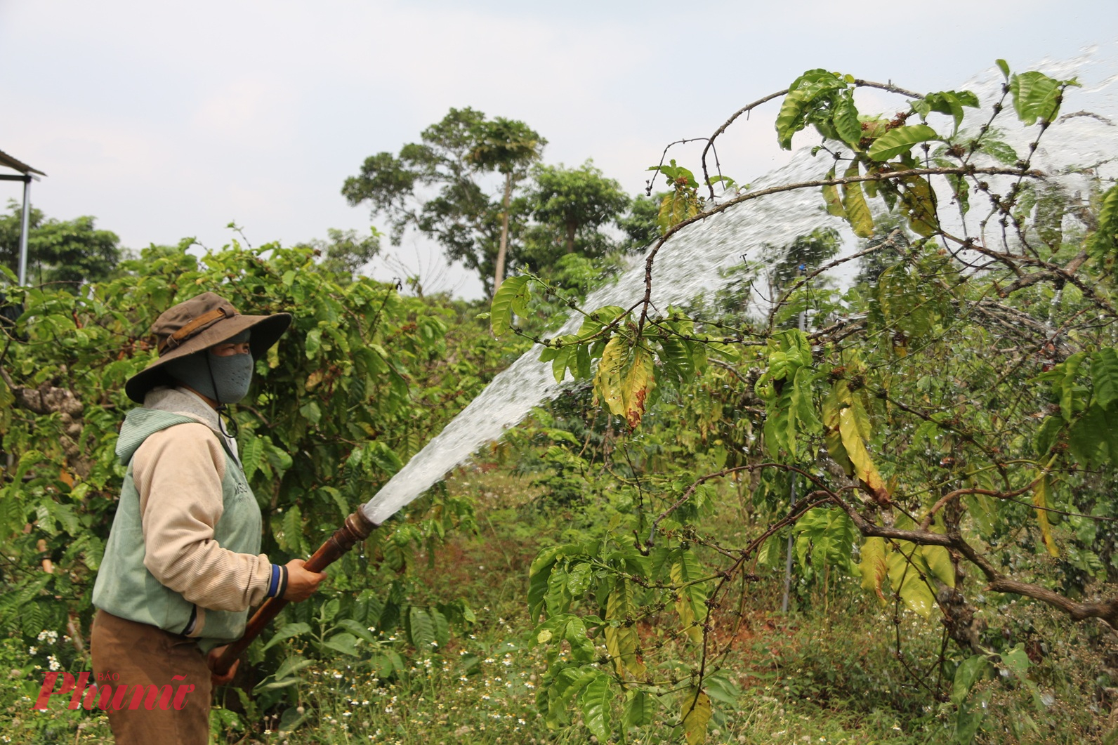 Nông dân tất bật tưới nước cho cây trồng vào mùa khô 