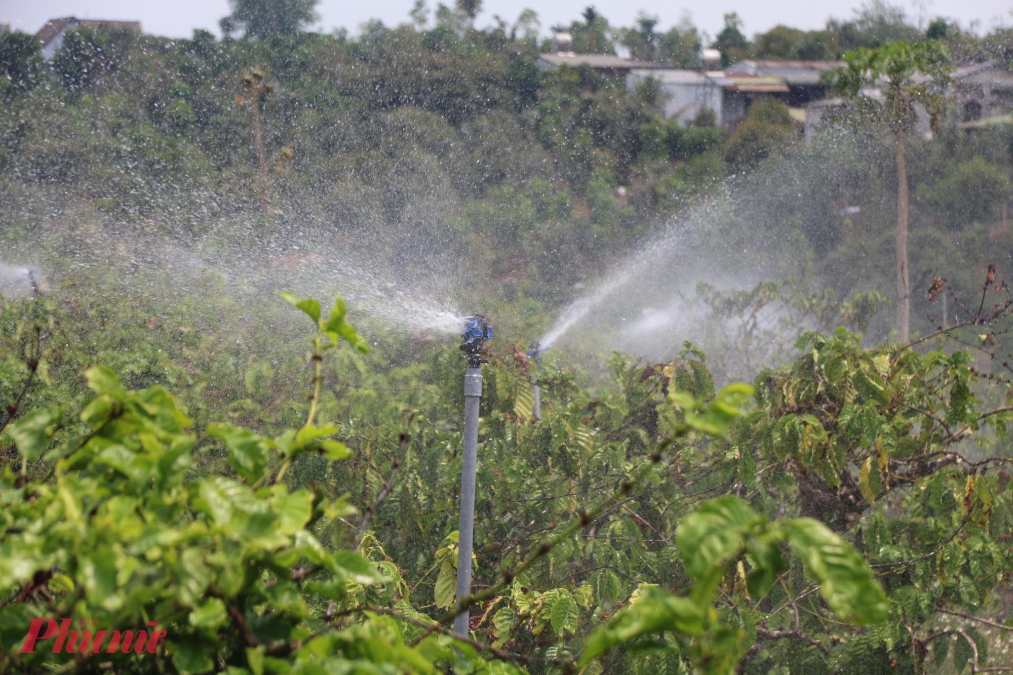 Giá xăng dầu tăng cao kéo theo chi phí mỗi đợt tưới tăng lên.