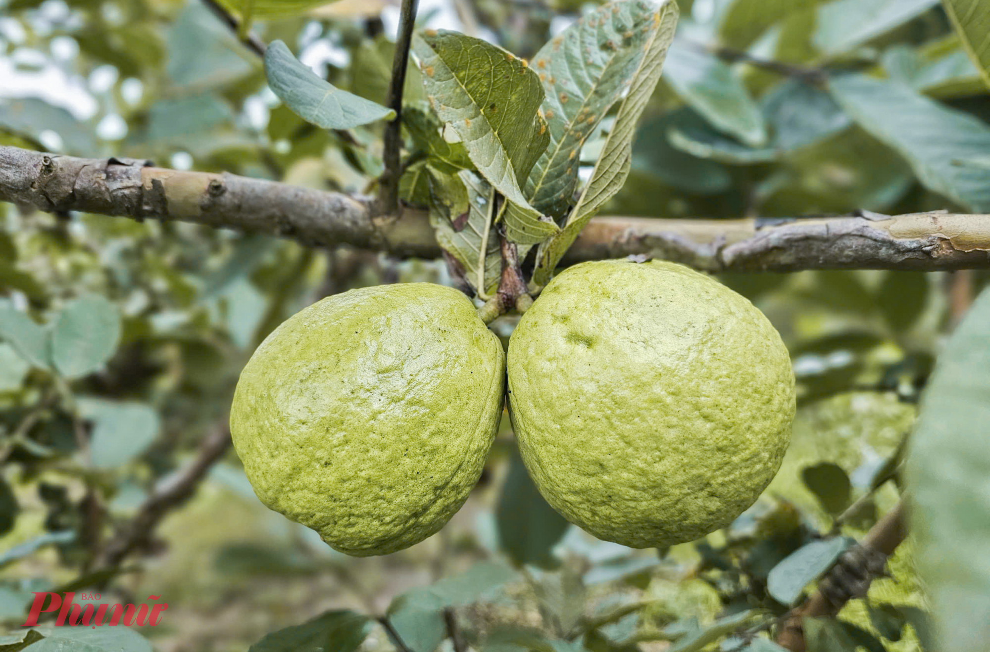 Nhờ áp dụng quy trình chăm sóc khoa học, vườn ổi cho năng suất ổn định, quả đồng đều, giòn, ngọt nên được thị trường ưa chuộng. Anh Thành cho hay, việc bọc quả giúp hạn chế sâu bệnh, giữ mẫu mã đẹp và an toàn mà không phải sử dụng đến các loại thuốc bảo vệ thực vật. 