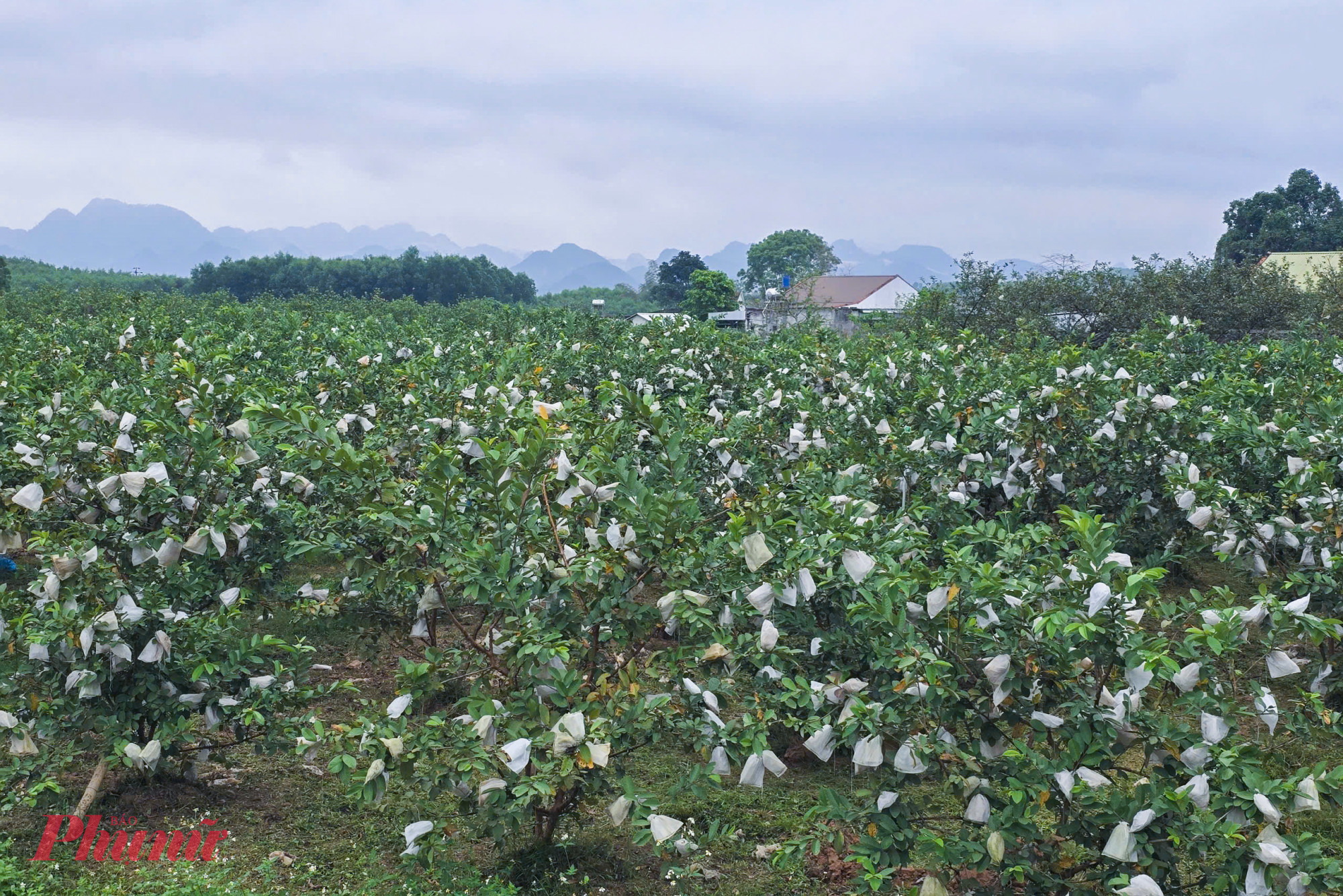 Sau nhiều năm bỏ việc về quê khởi nghiệp, anh Nguyễn Văn Thành (37 tuổi, trú xã Quỳ Hợp, tỉnh Nghệ An) đã phủ xanh gần 3ha đất gia đình bằng hàng nghìn cây ổi. Hành trình ấy không ít áp lực, nhất là khi anh từng gây bất ngờ vì từ bỏ vị trí giám đốc với thu nhập cao để về quê lập nghiệp.