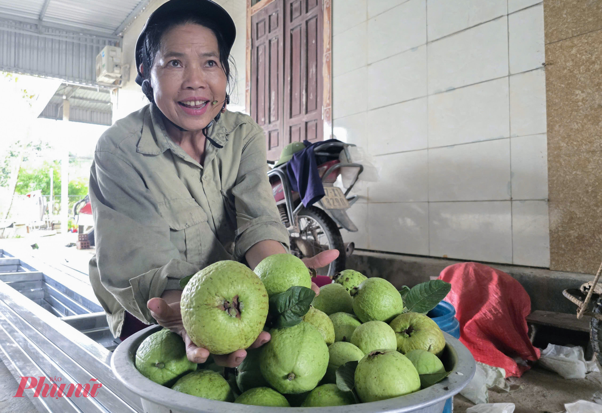 Hiện mỗi năm, vườn ổi lê Đài Loan cho sản lượng khoảng 40 tấn. Với giá bán dao động từ 18.000-25.000 đồng/kg tùy thời điểm, mỗi năm mang vườn ổi mang về cho anh Thành doanh thu hàng trăm triệu đồng.