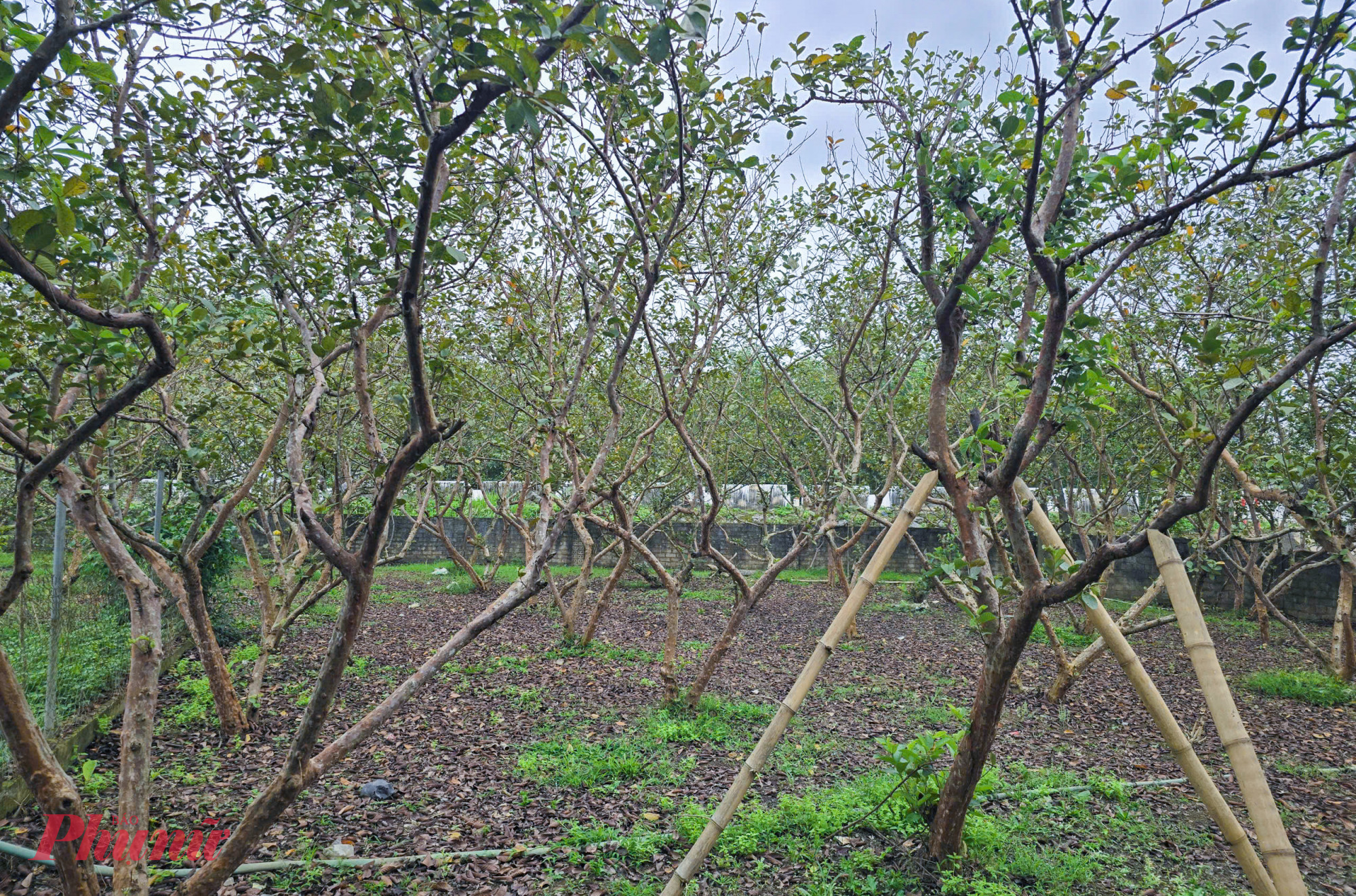 Từng là điểm sáng bao người mơ ước khi trở giám đốc nông trường cho một doanh nghiệp lớn tại Lào, song anh Thành vẫn mong muốn trở về quê hương lập nghiệp. Sau nhiều trăn trở, anh quyết định về quê và bắt đầu khởi nghiệp bằng 50 cây giống ổi không hạt. 