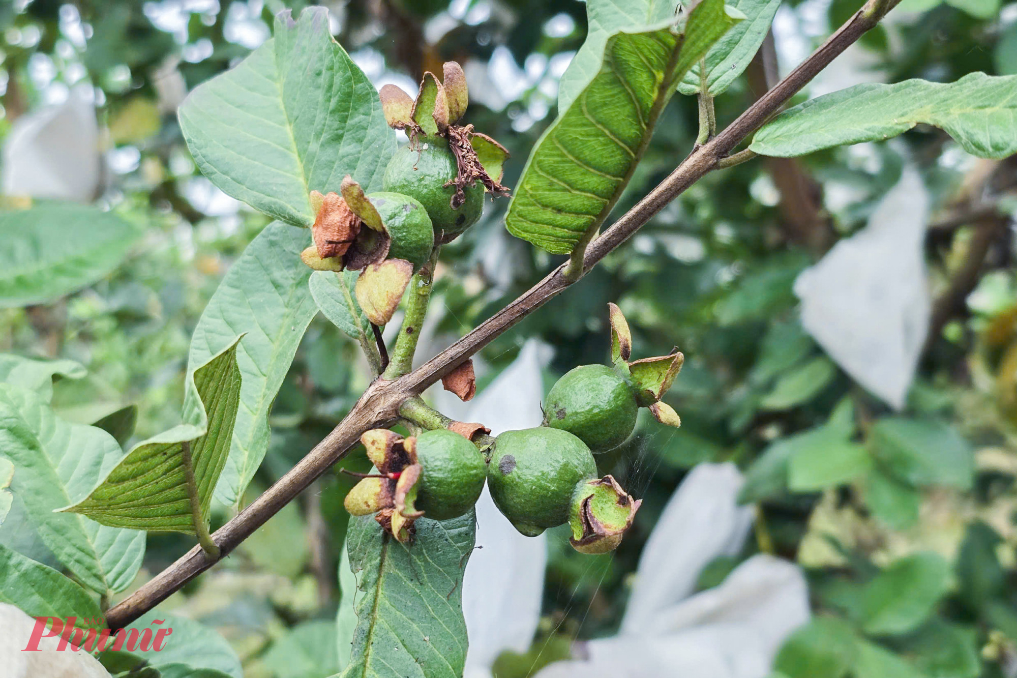 Cây ổi sinh trưởng tốt nhưng không ra quả, buộc anh phải rà soát từng khâu chăm sóc để tìm nguyên nhân. Anh Thành cho biết, phải sau nhiều lần thử nghiệm, điều chỉnh lại phân bón, nguồn nước và kỹ thuật canh tác phù hợp khí hậu, thổ nhưỡng... mới có thể “ép” được giống ổi này ra quả ổn định.