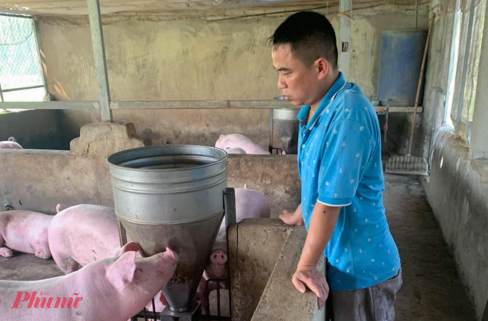 Bên cạnh trồng ổi, anh Thành phát triển thêm khu chăn nuôi heo sinh sản hơn 40 con, tạo nguồn thu đều đặn hàng năm từ việc bán heo giống. 