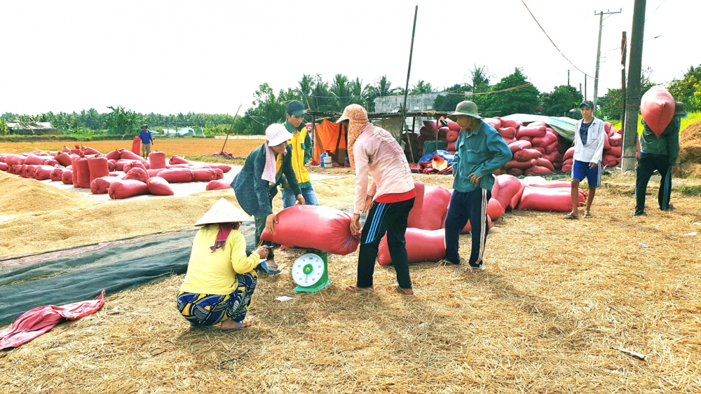 Chính “cò lúa” là người kết nối cho thương lái trong việc thu mua lúa của nông dân miền Tây. Trong ảnh: Thương lái đang thu mua lúa tại tỉnh Vĩnh Long