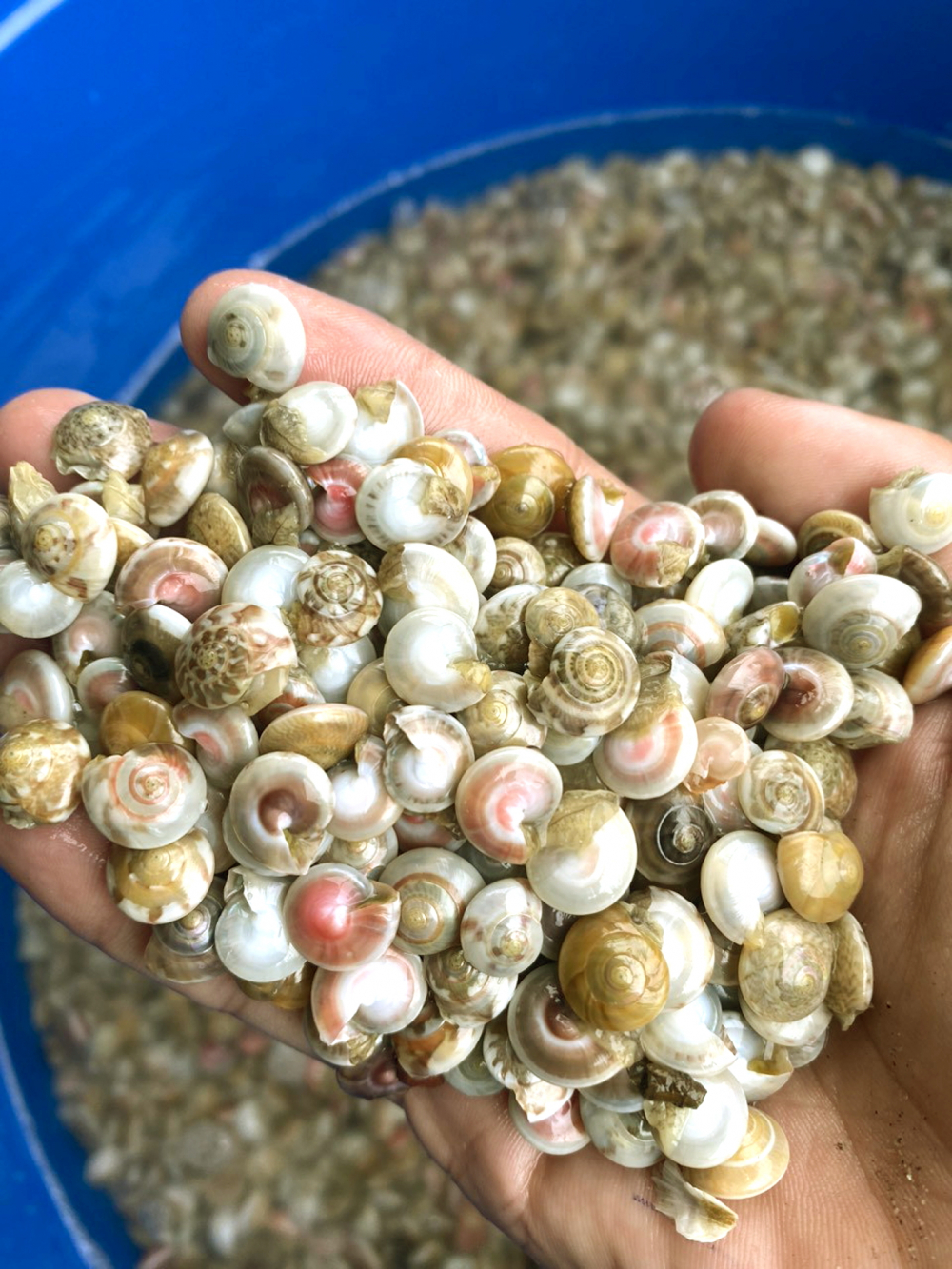 Ốc ruốc có kích thước rất nhỏ, chỉ bằng chiếc nút áo - Ảnh do tác giả cung cấp