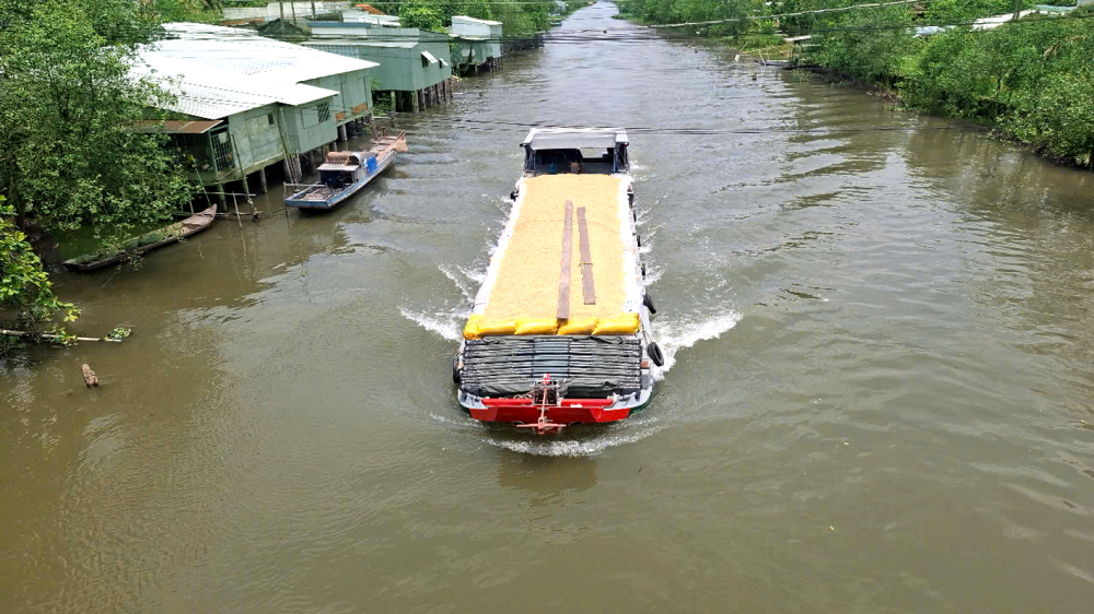 Thương lái ở Đồng Tháp đưa ghe đi thu mua lúa của nông dân