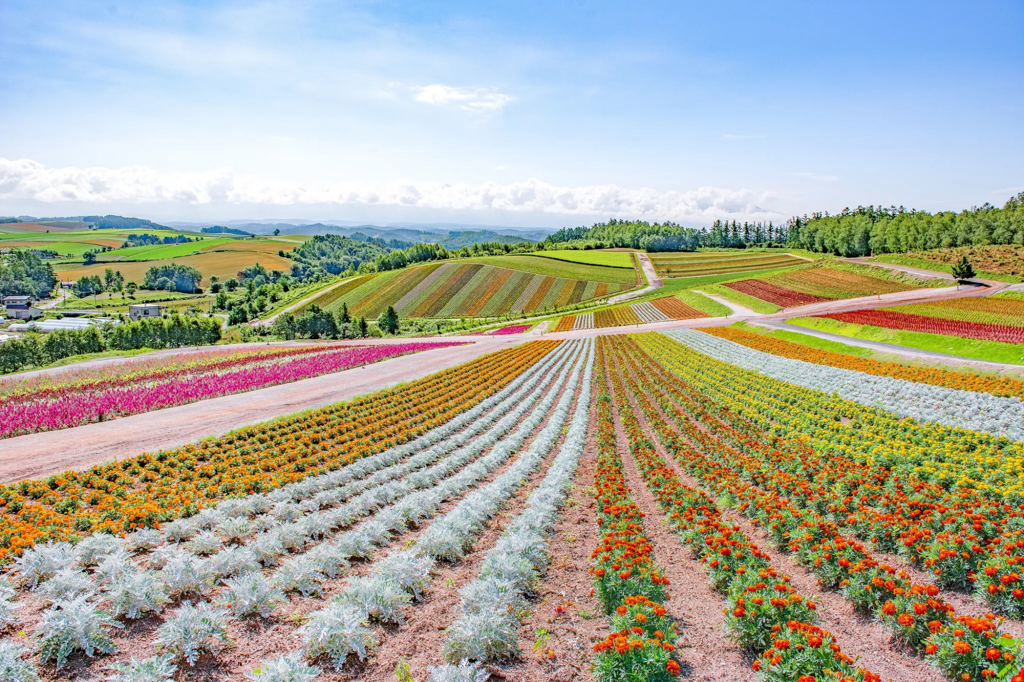 Biei, Nhật Bản. Nằm ở tỉnh Hokkaido, thị trấn Biei mời bạn đến những cánh đồng rộng lớn phủ kín hoa oải hương, hoa anh túc, hoa cúc vạn thọ và nhiều loài hoa rực rỡ sắc màu.