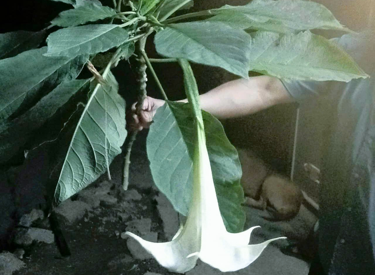 Loại rau có hoa giống hoa loa kèn khiến 3 người bị ngộ độc - Ảnh: Khánh Trung