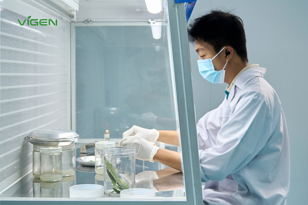 Phòng lab ViGen ứng dụng công nghệ kỹ thuật cấy mô in-vitro tối ưu bộ gen giống cây trồng - Ảnh: ViGen