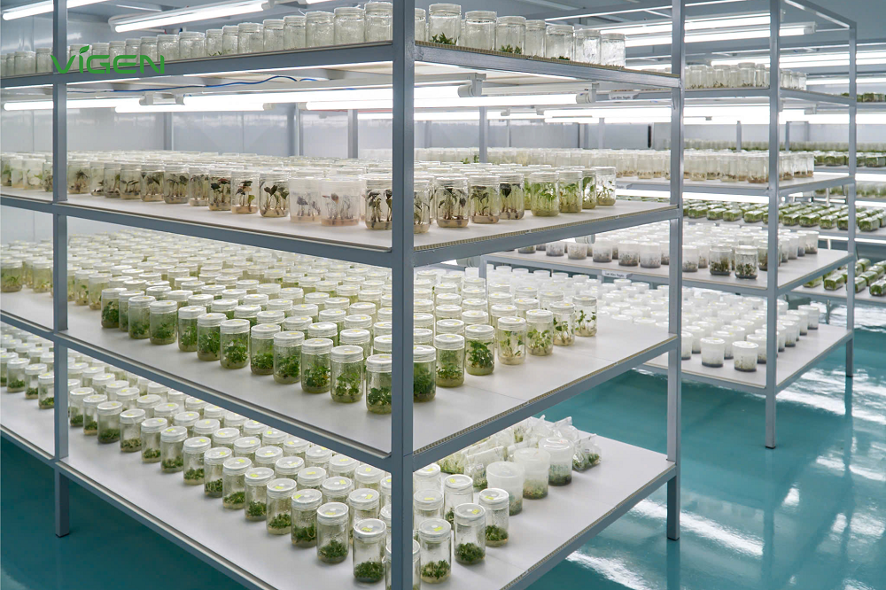 Từng mô nuôi cấy giống cây tại ViGen đều được kiểm soát chất lượng nghiêm ngặt, đảm bảo chất lượng ưu việt