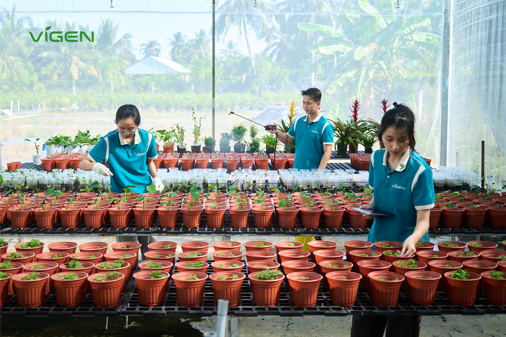 Đội ngũ chuyên gia của ViGen chăm chút cho từng giống cây trồng, từ phòng thí nghiệm đến thực tế trên cánh đồng - Ảnh:ViGen