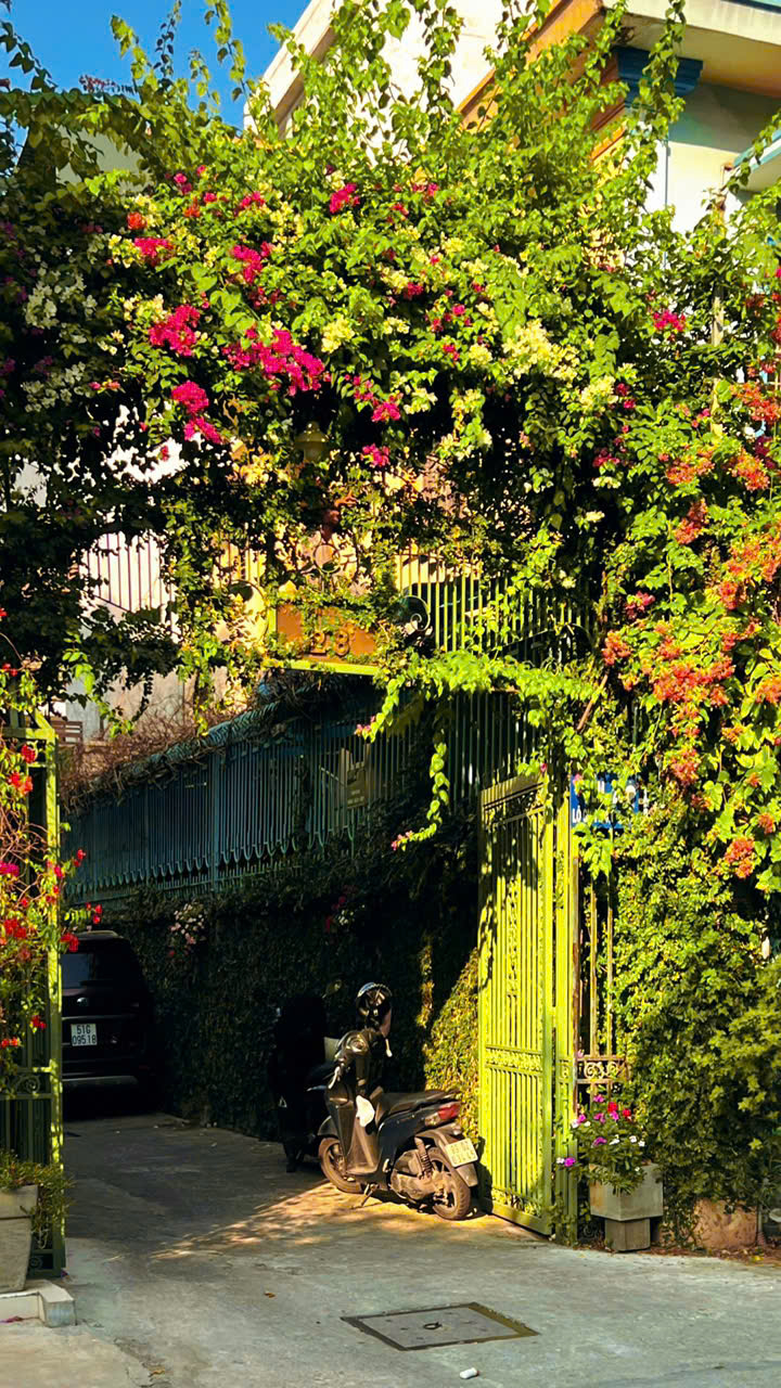 Một trong những con hẻm thơ nhất tại Sài Gòn chắc chắn phải là hèm 28, Mai Thị Lựu, Phường Tân Định. Dưới cái nắng vàng của mùa hè, con hẻm này như được bước ra từ trong một bức tranh vẽ, từ cánh cổng được phủ bởi hàng hoa giấy đến cả không gian yên bình bên trong, bạn có thể dễ dàng tìm thấy những góc check-in 'triệu đô tại con hẻm này - Ảnh: @sundilaca