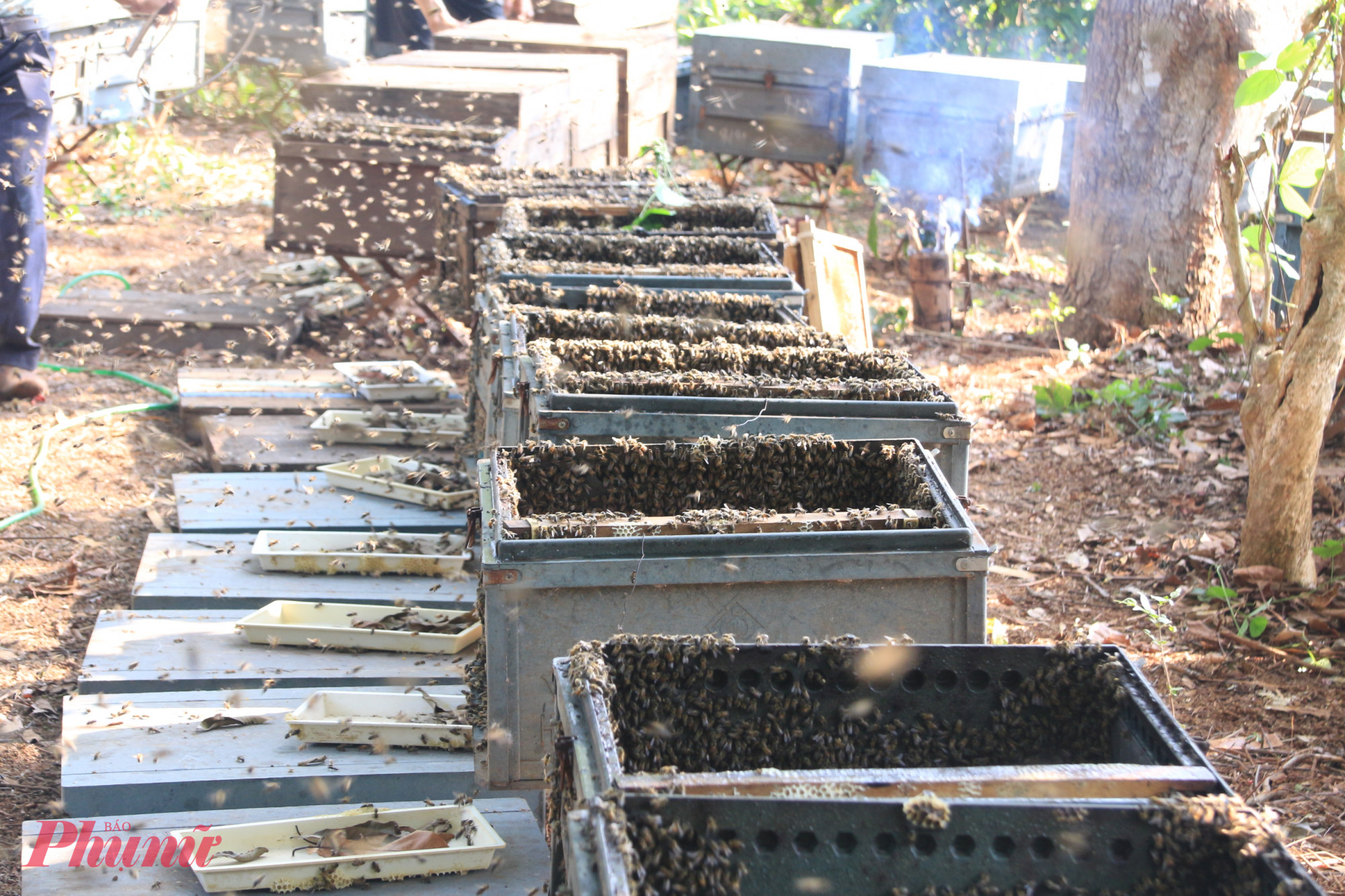 Trên những cầu mật căng đầy, từng đàn ong vẫn bám chặt, đôi cánh nhỏ liên tục rung động như nỗ lực bảo vệ thành quả sau nhiều ngày miệt mài hút mật từ muôn loài hoa.