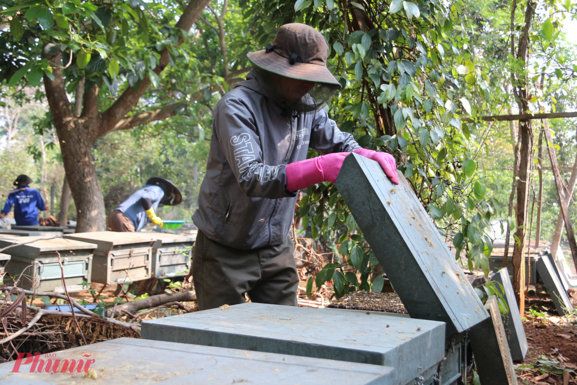 Trước khi bắt đầu thu hoạch mật, người thợ ong nhẹ nhàng mở nắp thùng, quan sát kỹ lưỡng rồi dùng khói hun để làm dịu đàn ong.