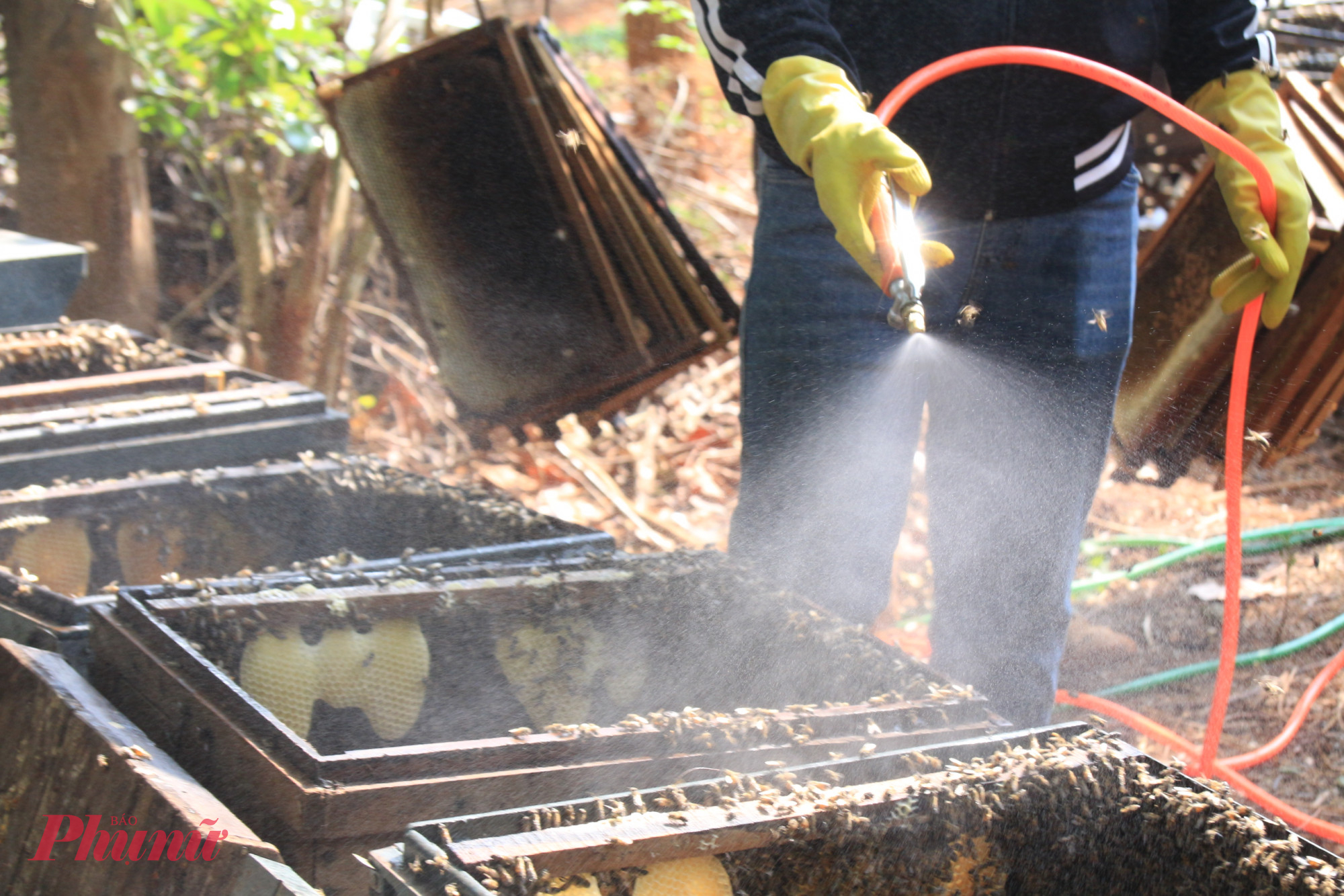 Sau khi lấy cầu mật, họ tiếp tục xịt nước lên các thùng ong nhằm hạn chế ong bay ra ngoài, giữ ổn định tổ.
