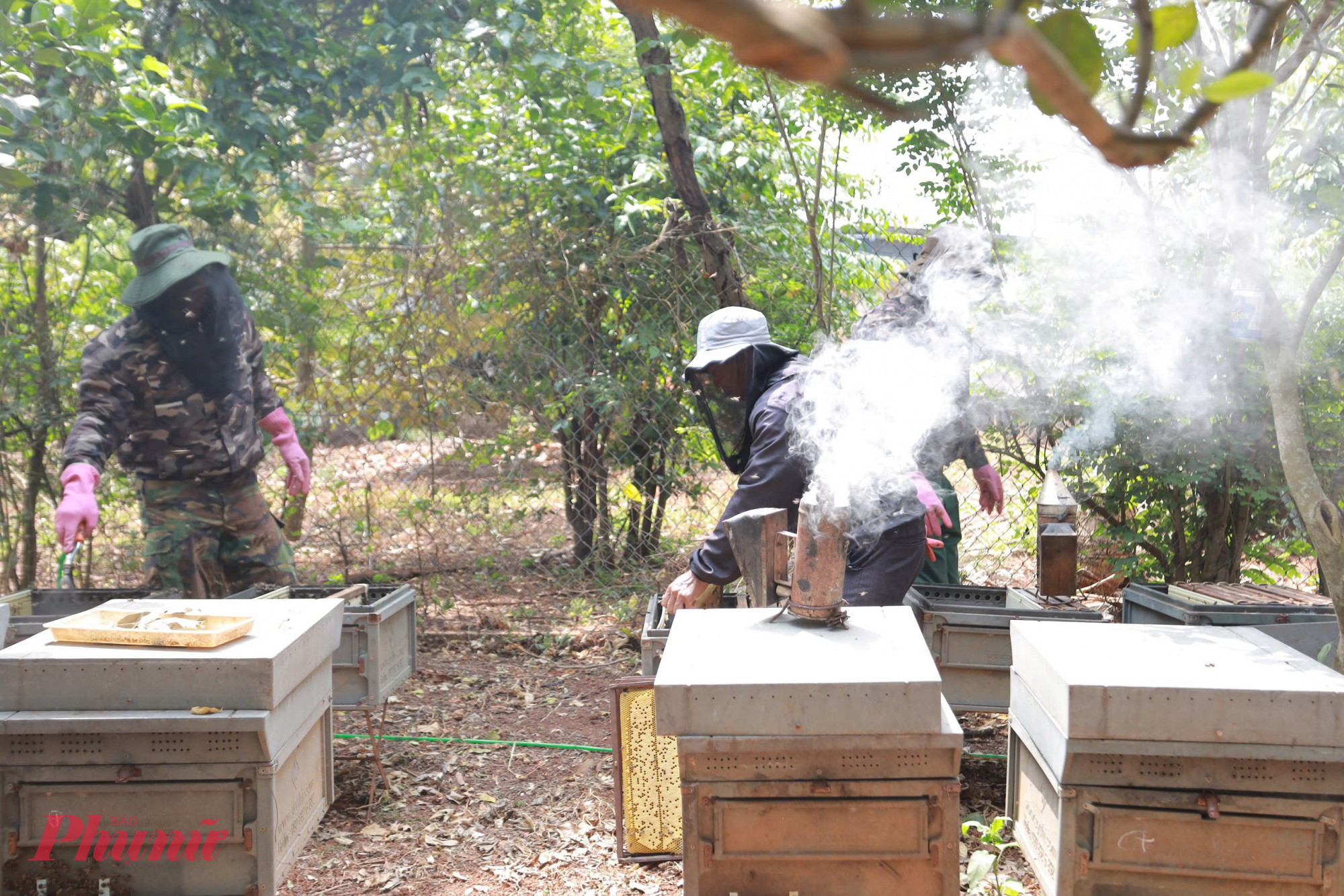 Những làn khói mỏng lan tỏa không chỉ giúp hạn chế nguy cơ những người thợ bị ong chích, mà còn tạo điều kiện thuận lợi để gỡ từng cầu mật ra khỏi thùng.