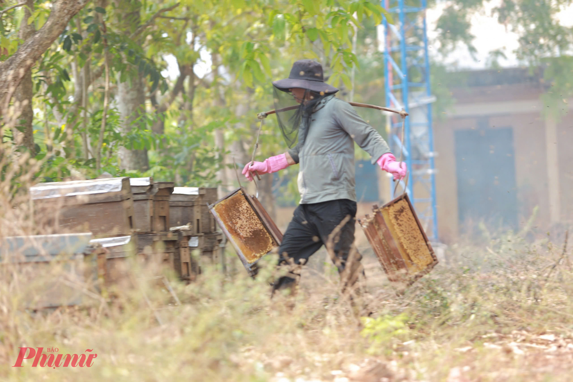 Những cầu ong nặng trĩu mật sau đó được gánh nhanh vào khu vực quay mật. 