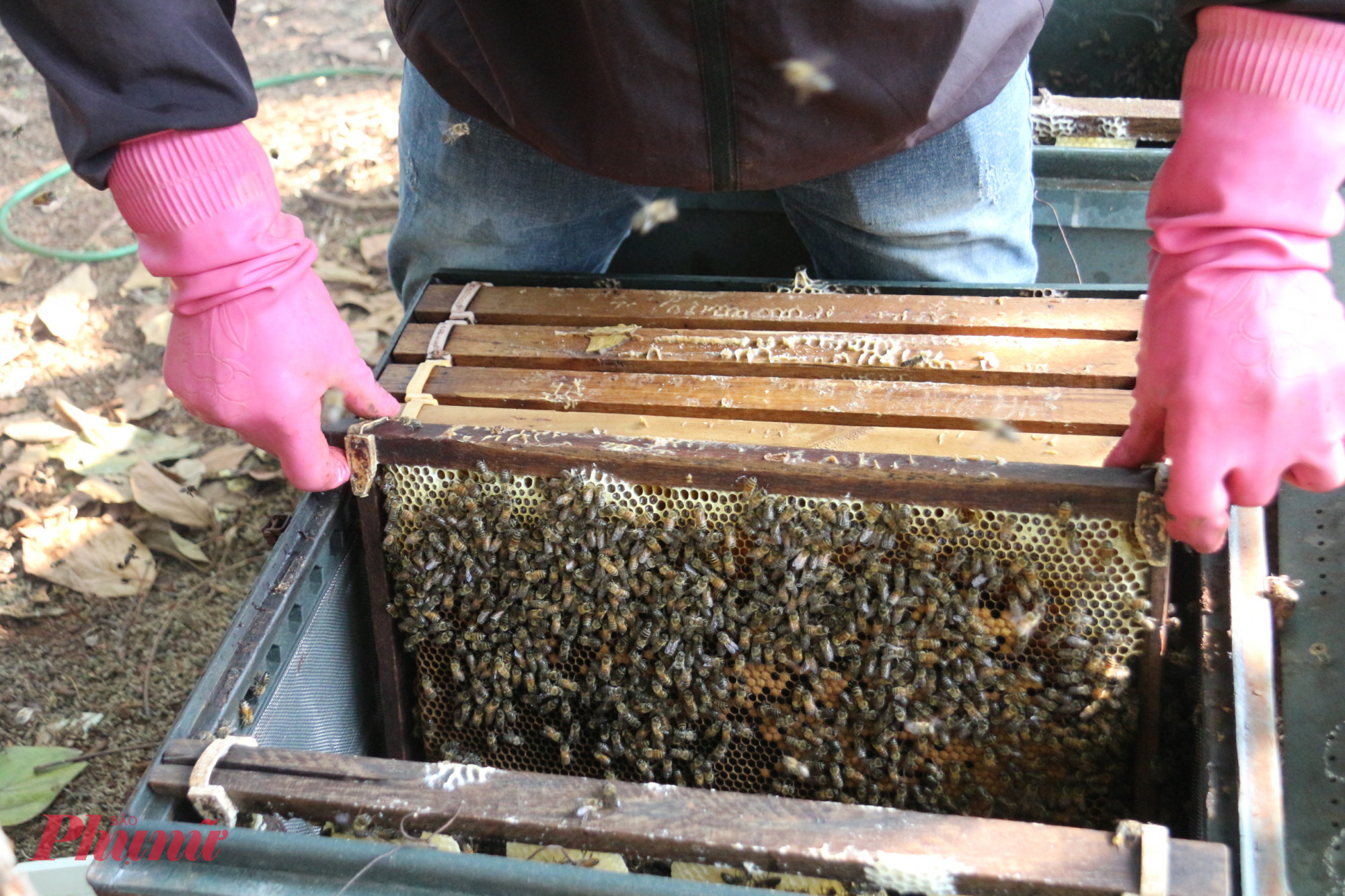 Những đôi tay dày dạn kinh nghiệm khẽ rũ từng cầu ong, cẩn thận loại bỏ những con ong còn bám lại. 