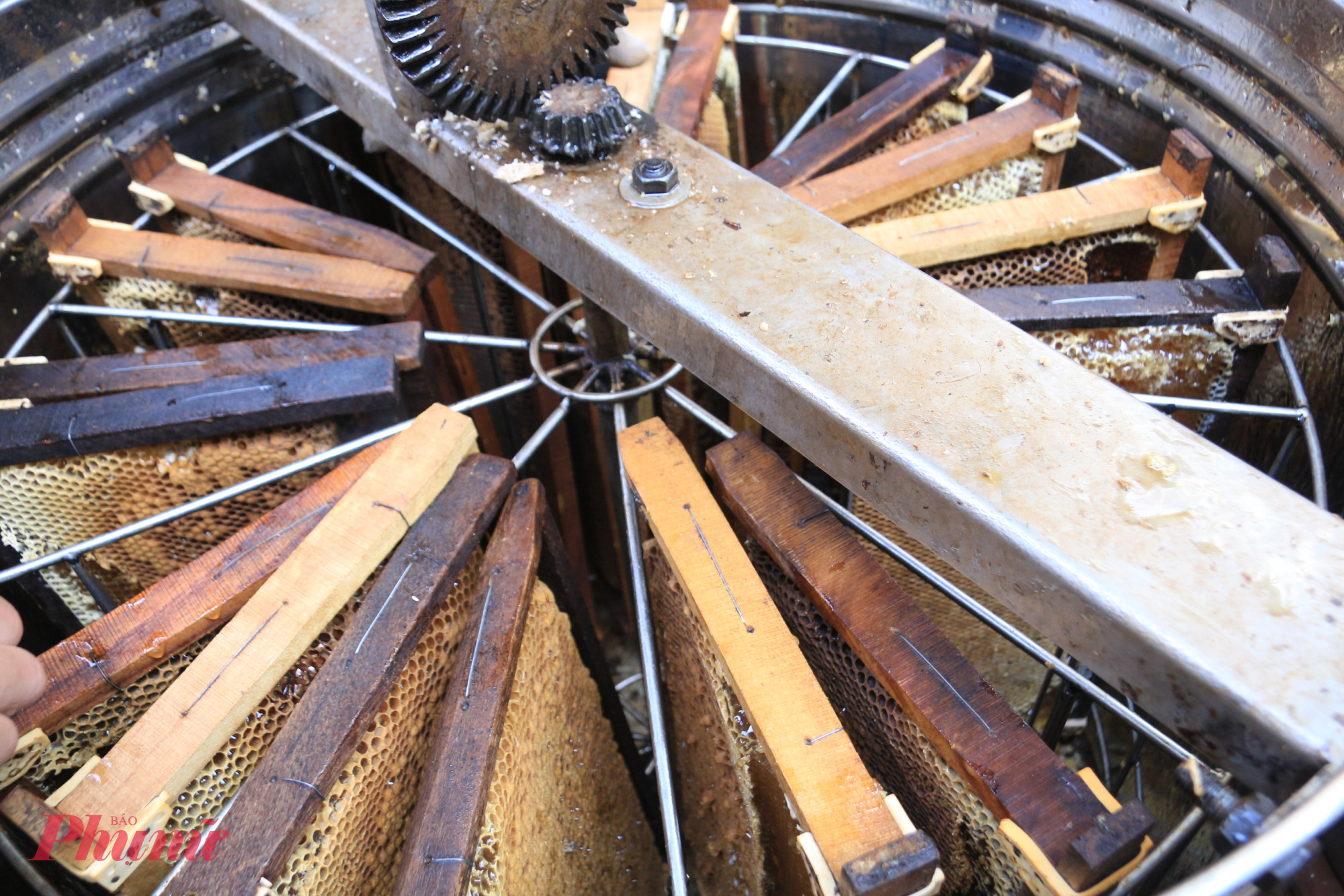 Khi mật đã được quay kiệt, những cầu ong lại được đưa trở về thùng, tiếp tục vòng quay cần mẫn của đàn ong trong hành trình tạo ra những mùa mật mới.