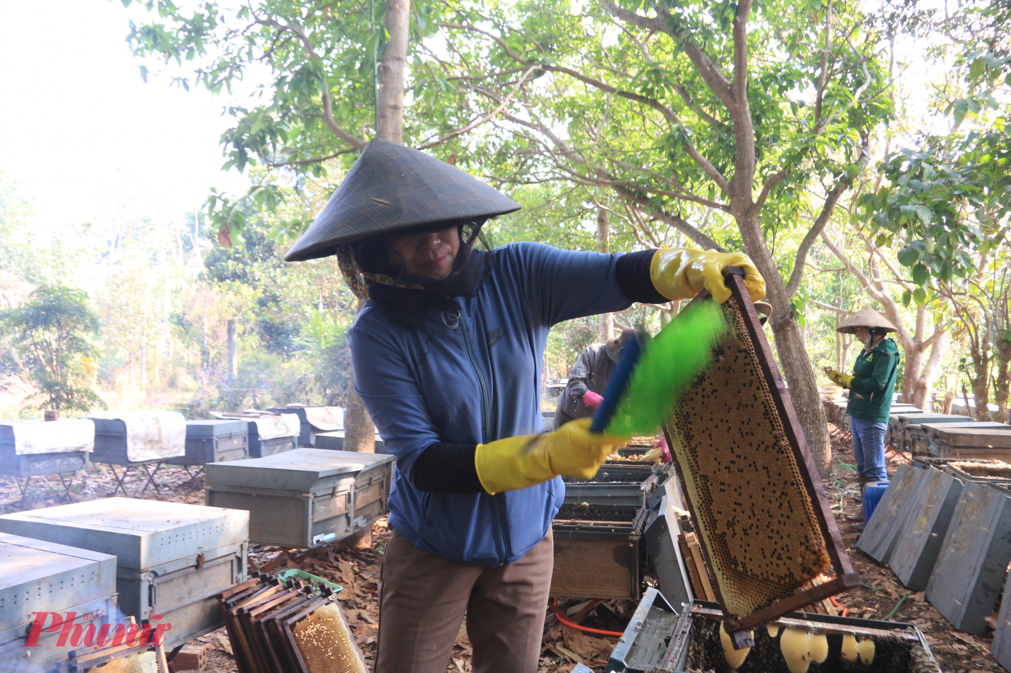Để không làm tổn thương đàn ong, người thợ dùng chổi lông mềm nhẹ nhàng quét từng con ong ra khỏi cầu. Mỗi thao tác đều chậm rãi, tỉ mỉ, tránh gây xáo trộn hay hoảng loạn cho cả đàn. 
