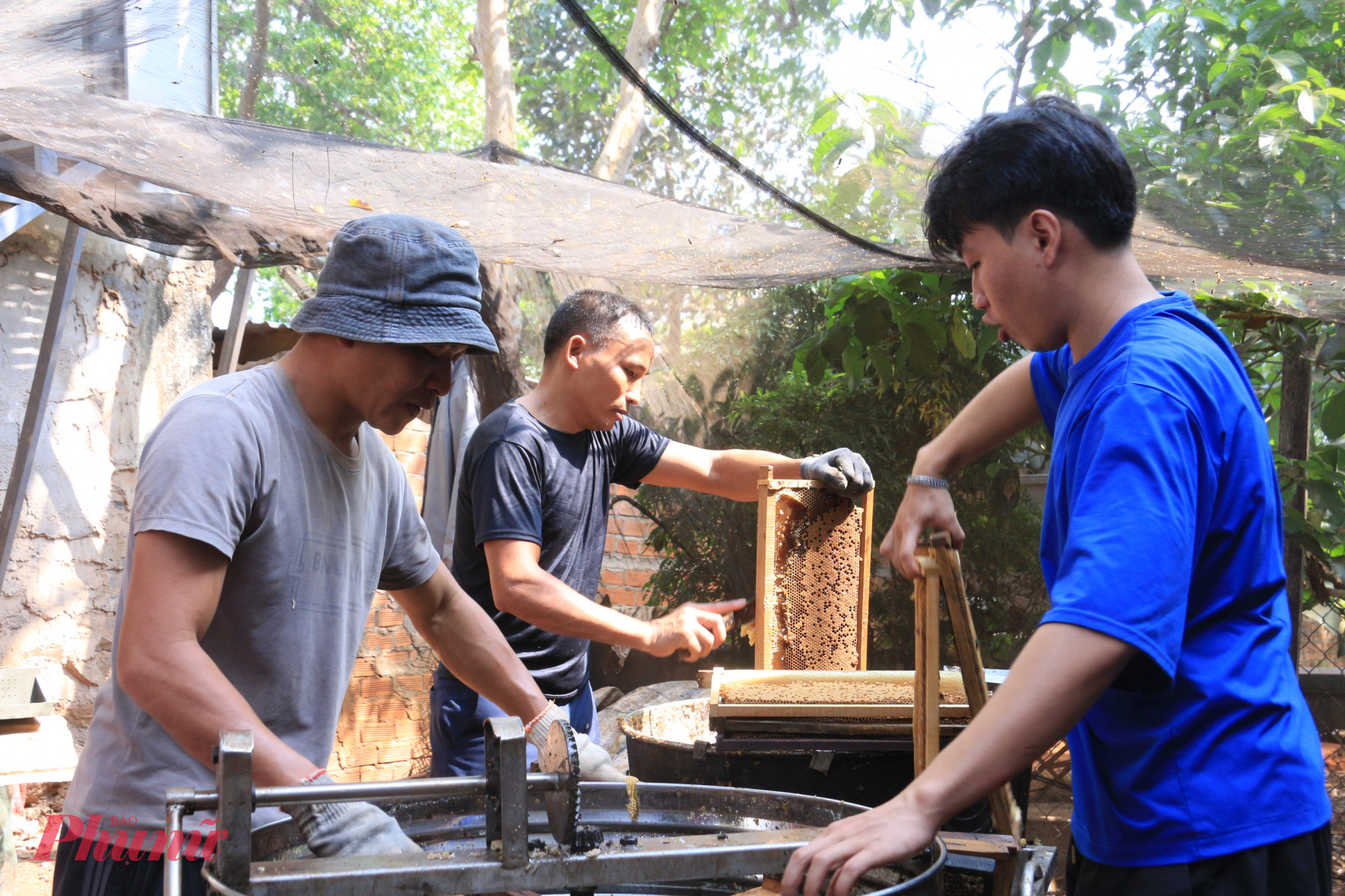 Công đoạn quay mật. 