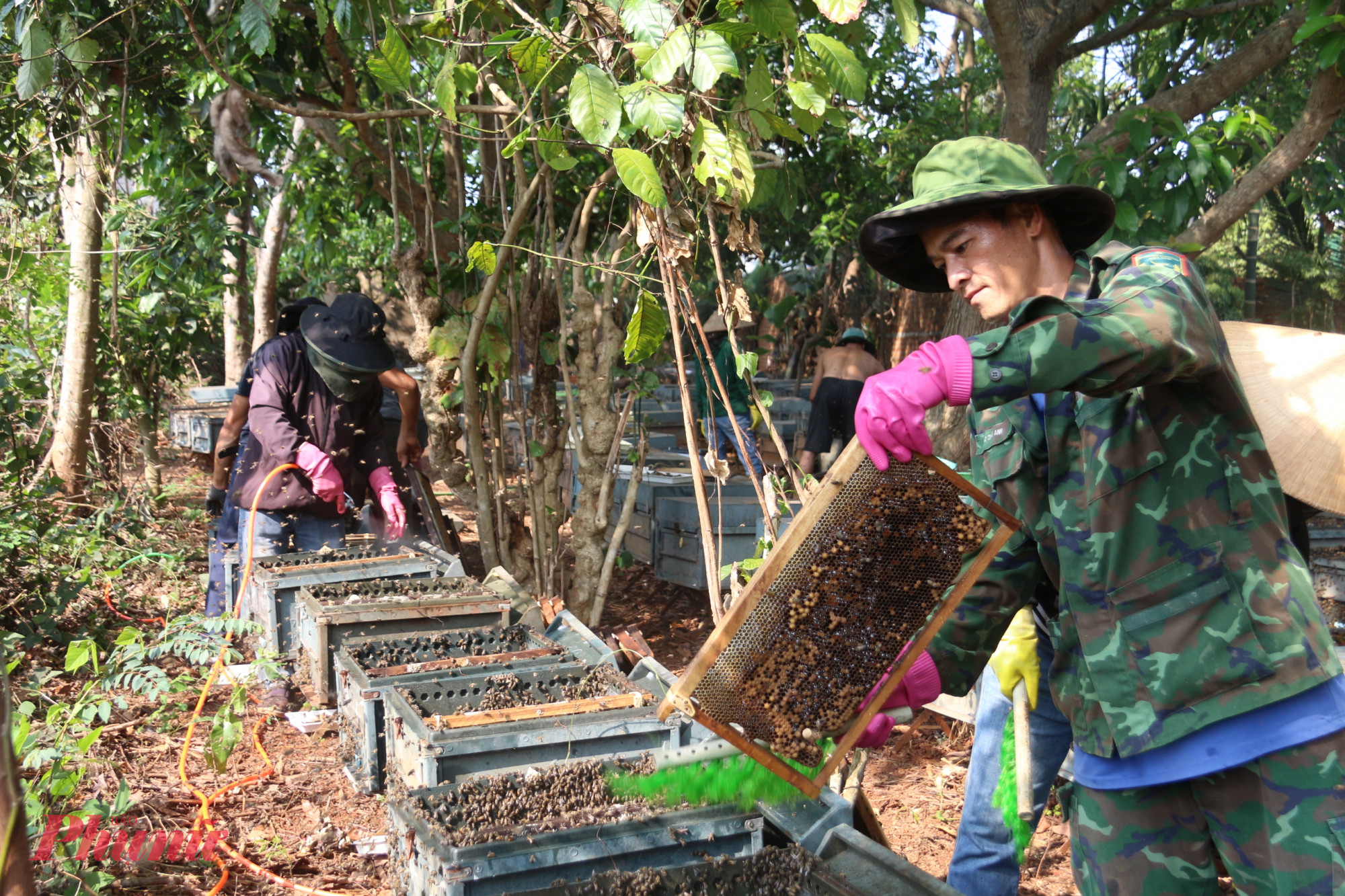 Các công đoạn thu hoạch mật diễn ra khẩn trương, chính xác nhằm tránh ảnh hưởng đến sức khỏe đàn ong và sản lượng mật.