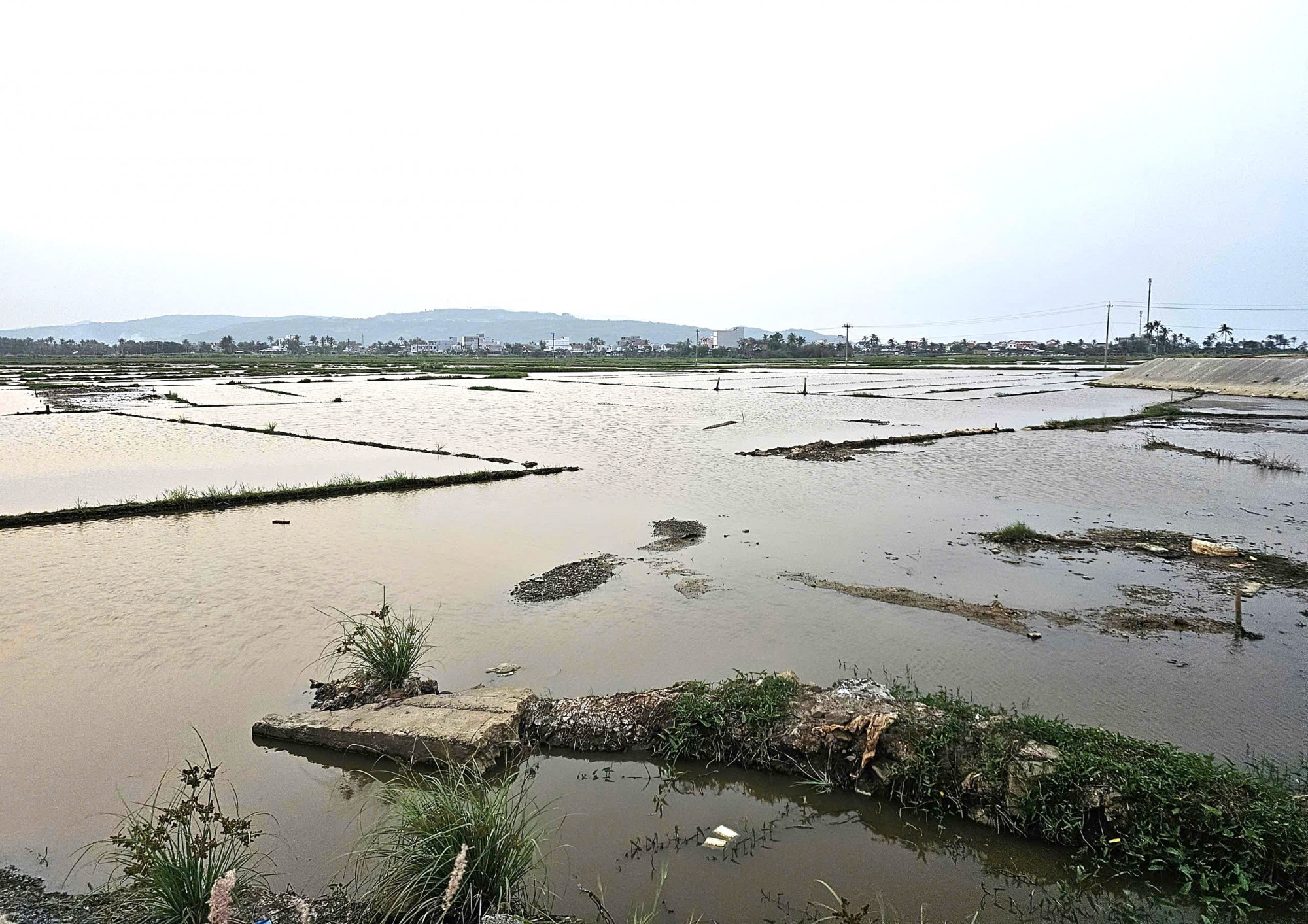 Nước mặn tràn sâu vào nội đồng - ảnh: H.T.