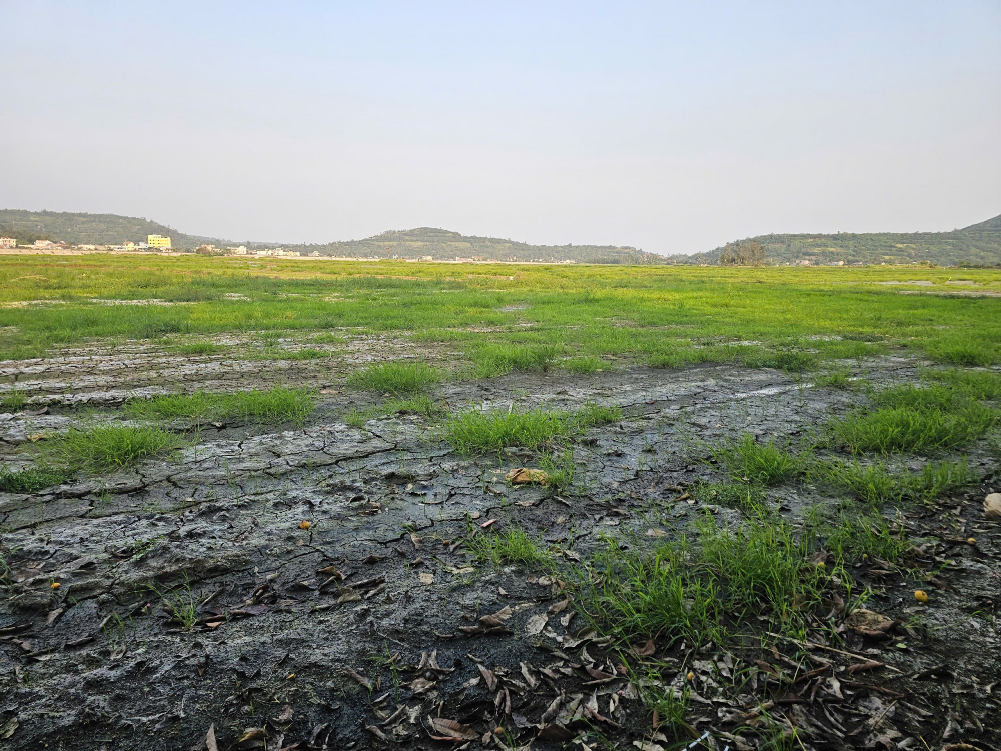 Cánh đồng lúa hơn 100 ha bị bỏ hoang do nhiễm mặn - ảnh: H.T.