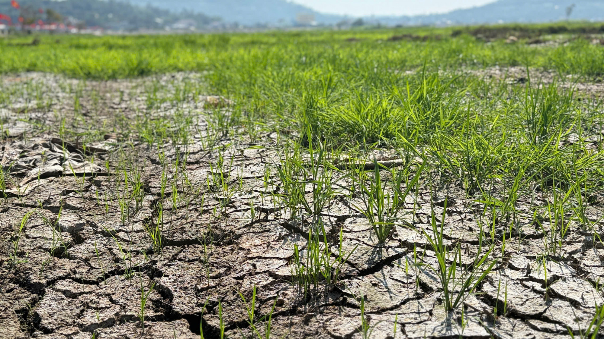 Nền đất nứt nẻ - ảnh: H.T.