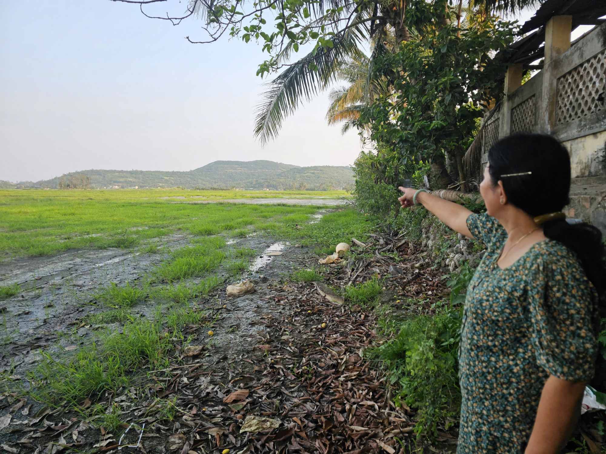 Nhiều hộ dân gặp khó khăn vì đất bị bỏ hoang, không thể canh tác lúa - ảnh: H.T.