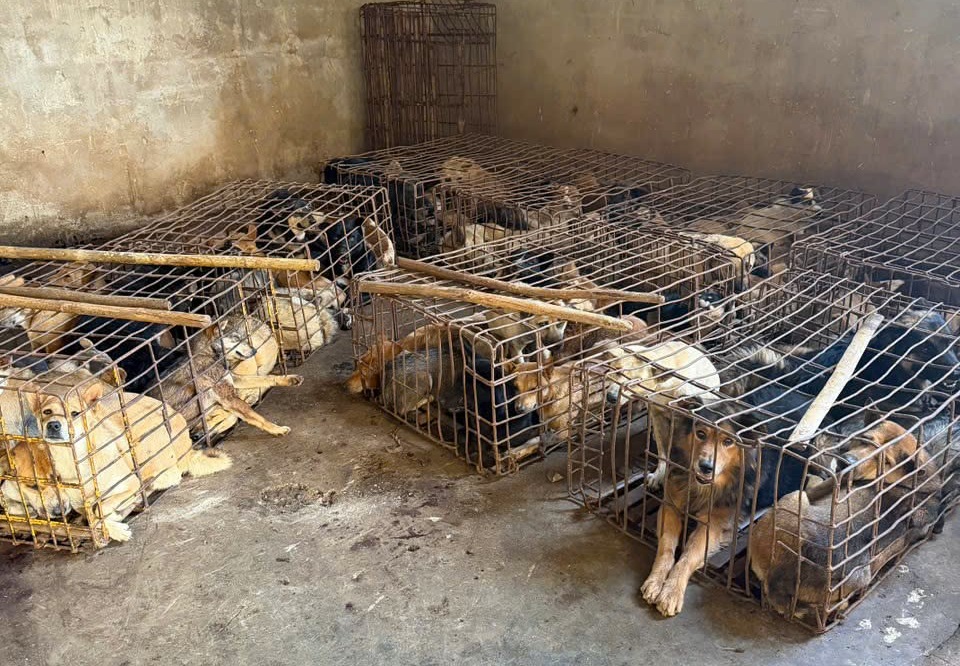 Nơi phát hiện 70 con chó còn sống bị nhốt trong các lồng sắt - ảnh: Sỹ Đức