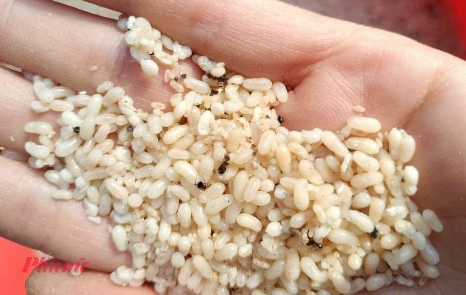 Trứng kiến nói riêng và các món ăn từ côn trùng nói chung có nguy cơ gây dị ứng cao vì 