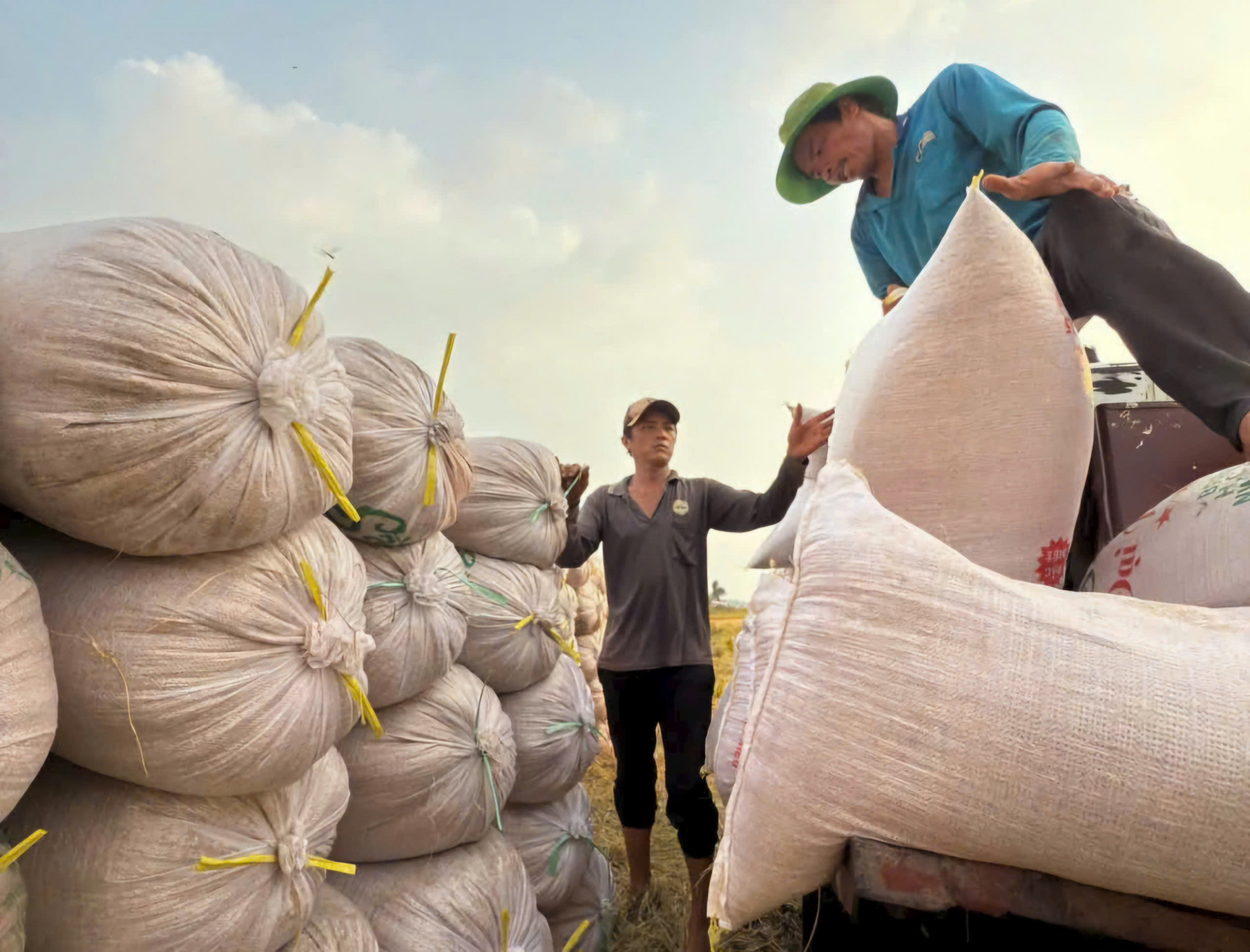 Thu hoạch lúa tại Đồng bằng sông Cửu Long