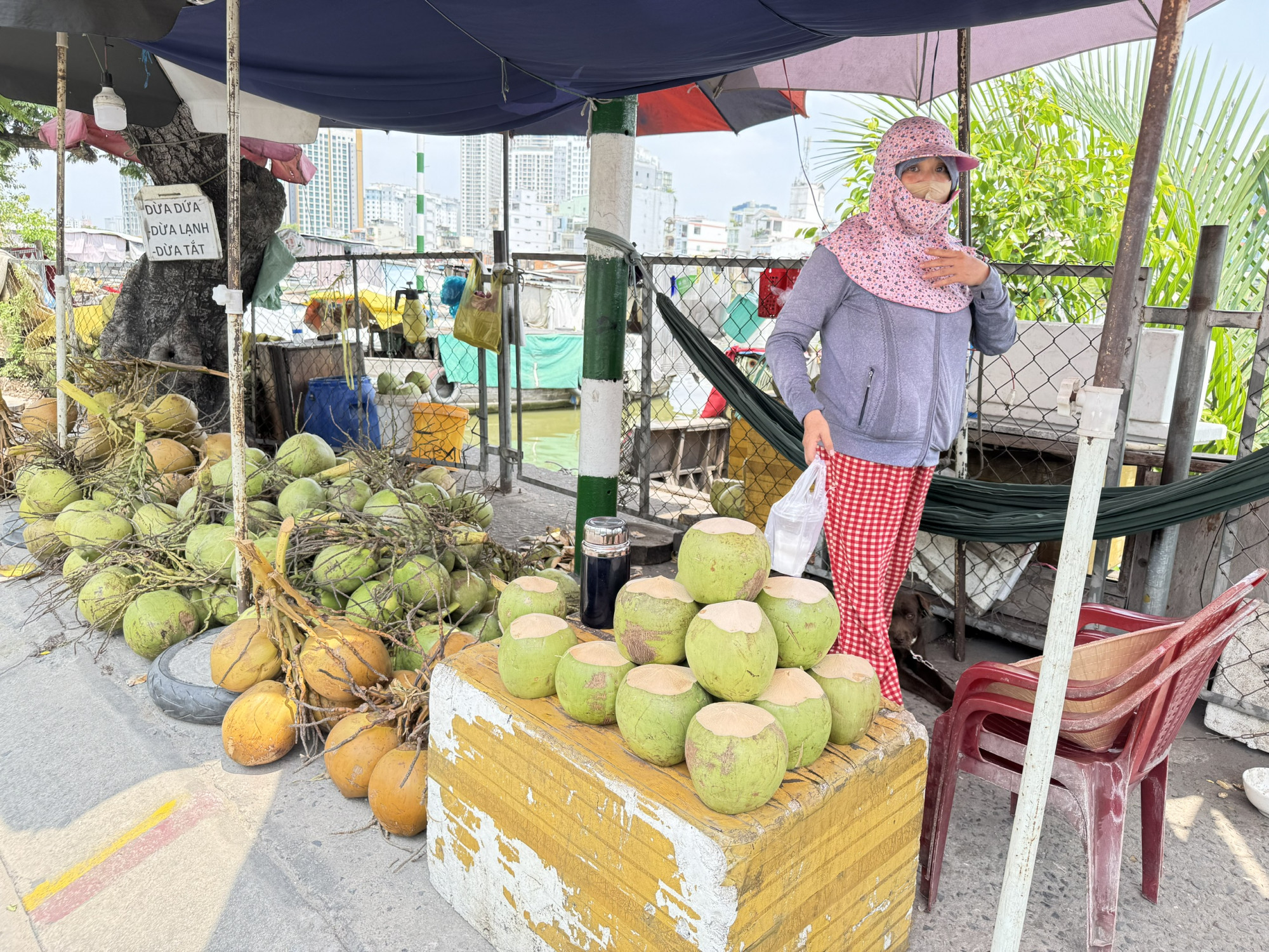Điểm bán này cho biết, có ngày bán nhiều nhất là được 100 trái dừa, giá 15.000 đồng/trái, nhưng có những ngày lại không tới. Trong khi đó vào những năm trước thì mỗi ngày có thể bán được vài trăm trái dừa là chuyện bình thường