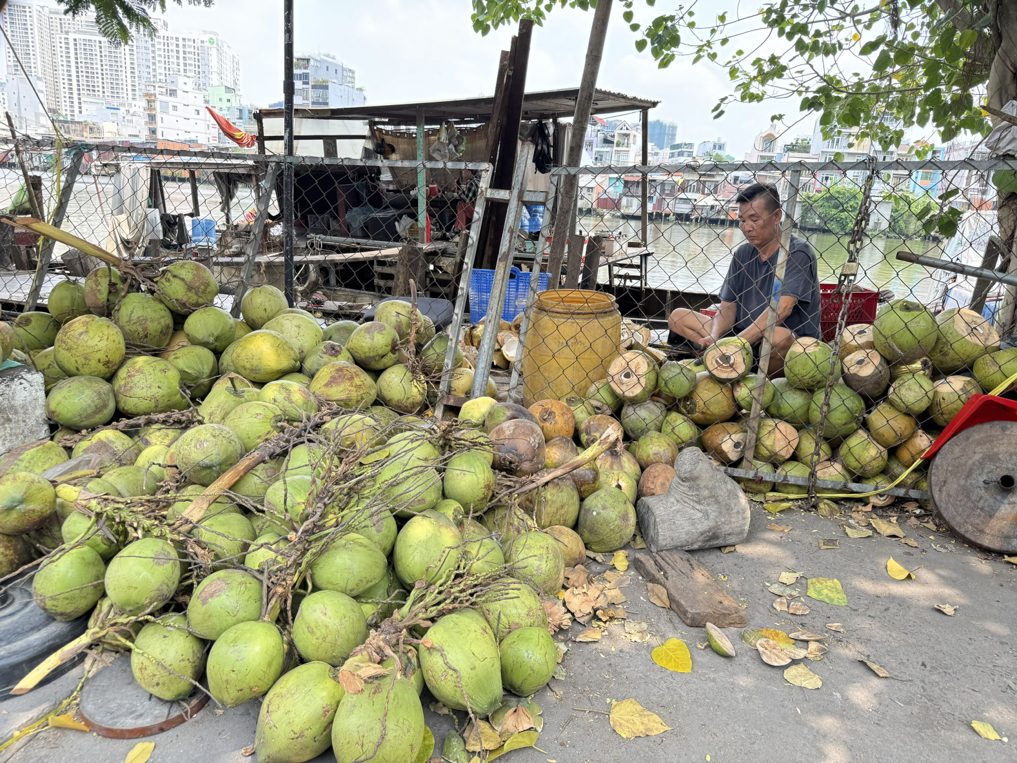 So với các năm trước, nhu cầu sử dụng dừa tươi có giảm từ 30% trở lên, song so với những ngày mát bình thường trước tết, nhu cầu uống của người dân có tăng. Nhờ vậy mà giá dừa đang tăng trở lại. Hiện tại, giá dừa hiện giá dừa mã lai tại vườn đang là 60.000 - 65.000 đồng/chục 12 trái, giá dừa xiêm tại vườn đang là 80.000 đồng/chục 12 trái, đã tăng thêm 10.000 đồng/chục so với cách đây 2 tuần. Nếu trời tiếp tục năng nóng, nhu cầu sử dụng tăng thì trong 1-2 tháng tới, giá dừa sẽ tiếp tục tăng - ong Huỳnh Quang Đức – Nguyên phó giám đốc Sở Nông nghiệp và Phát triển nông thôn tỉnh Bến Tre (trước đây) thông tin. 