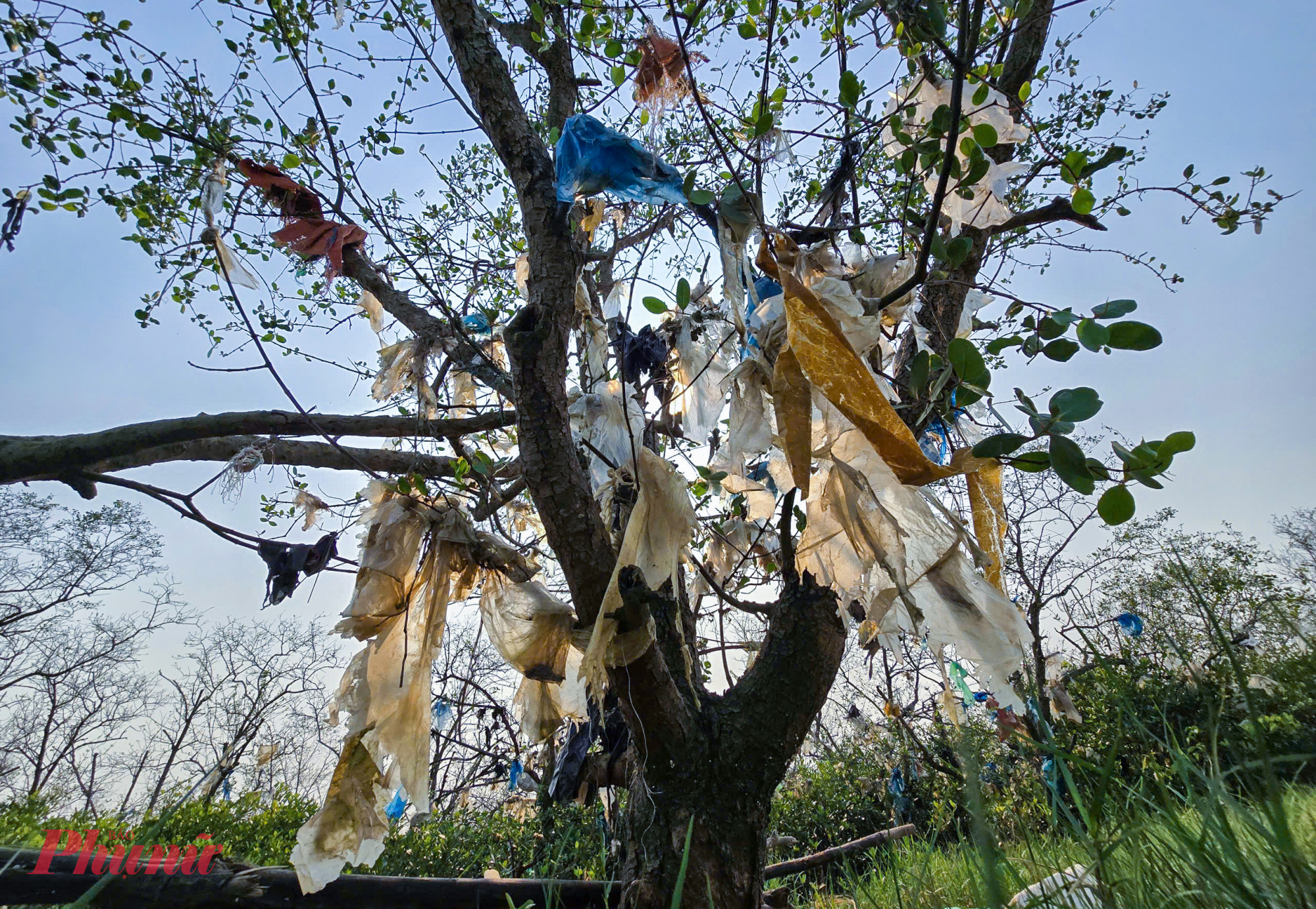 Theo người dân địa phương, tình trạng rác thải bủa vây khu rừng không phải mới xuất hiện, nhưng trở nên nghiêm trọng hơn sau các đợt mưa lũ cuối năm 2025. Bên cạnh đó, việc xả rác bừa bãi của một số người dân và các phương tiện trên sông cũng góp phần khiến rừng bần bị “bức tử”.