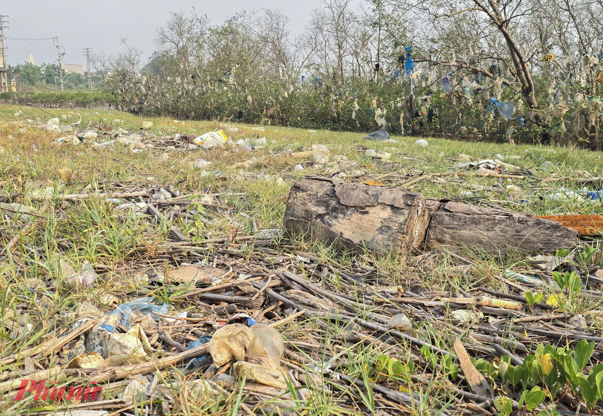 Rừng bần ven bờ sông Lam (tỉnh Nghệ An) dài hơn 4km, chiều ngang nơi rộng nhất lên tới gần 1km, hẹp nhất khoảng 300m có tổng diện tích gần 60ha. Khu rừng bần này không chỉ được xem là “lá phổi xanh”, bảo vệ hệ thống đê điều, chống mặn xâm nhập, chống xói lở mà còn có giá trị rất lớn trong việc giữ đa dạng sinh học.
